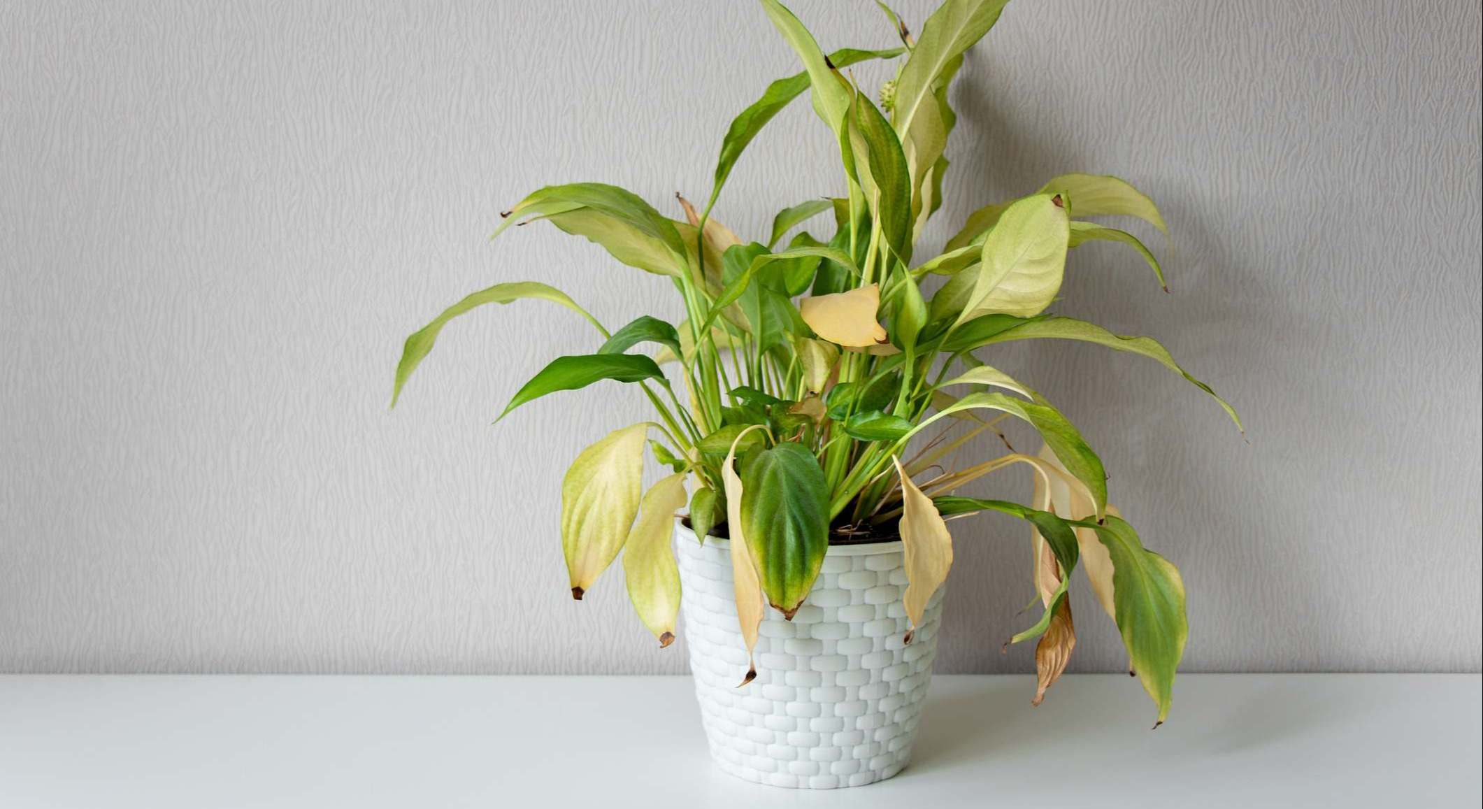 Planta mustia