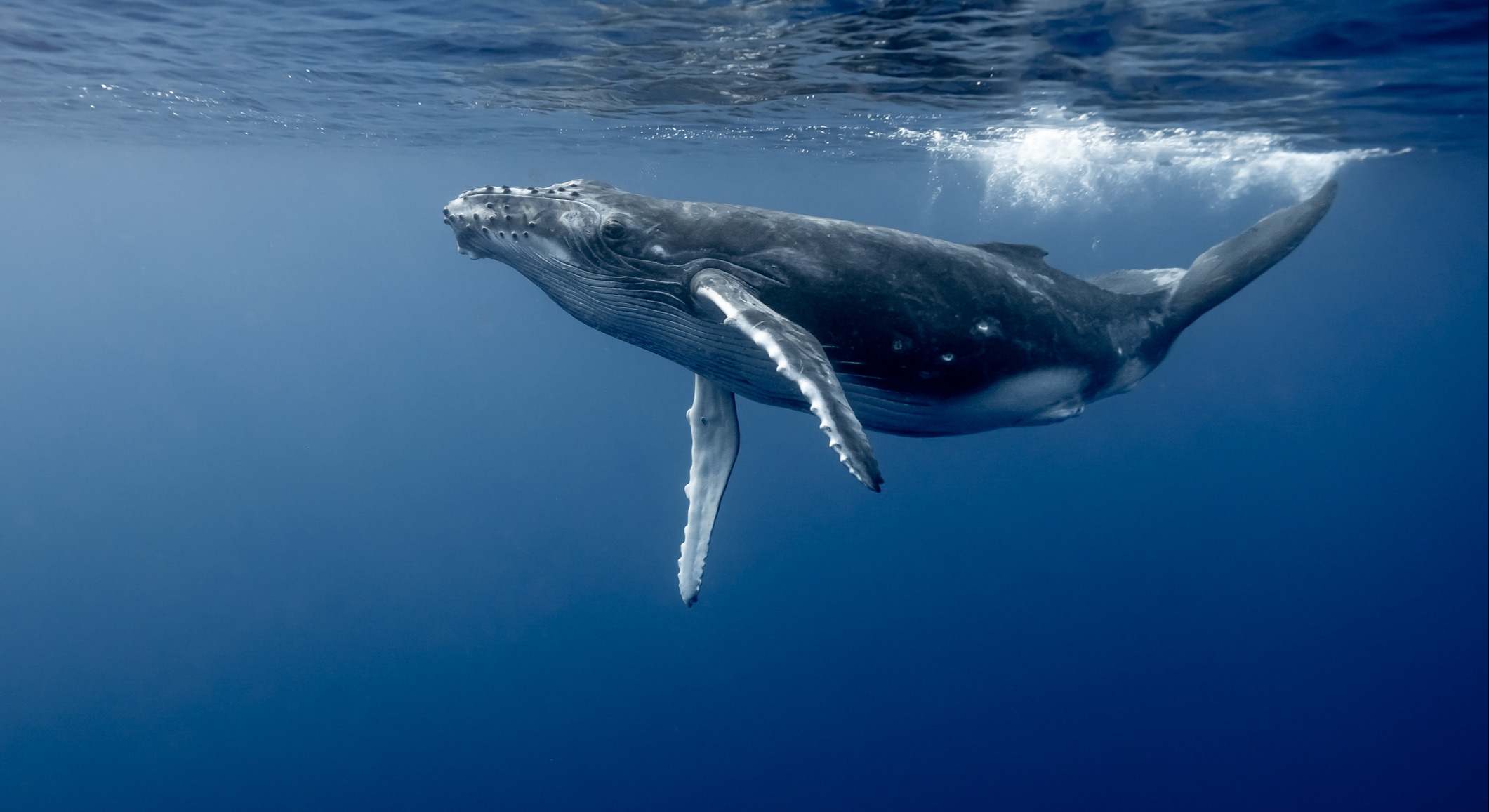 Joven ballena jorobada nadando cerca de la superficie del agua