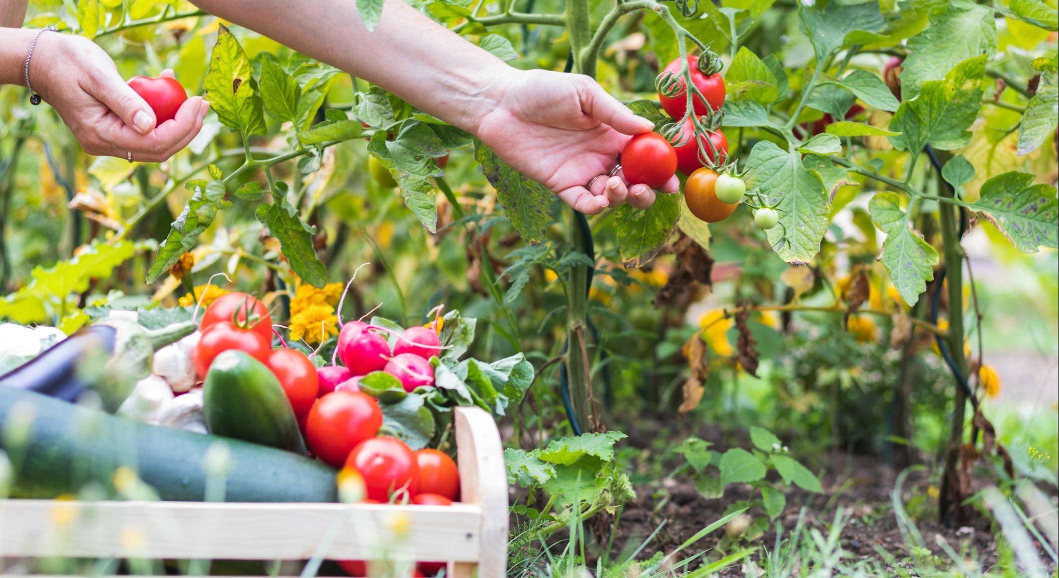 Cosecha de la huerta. / Foto: iStock