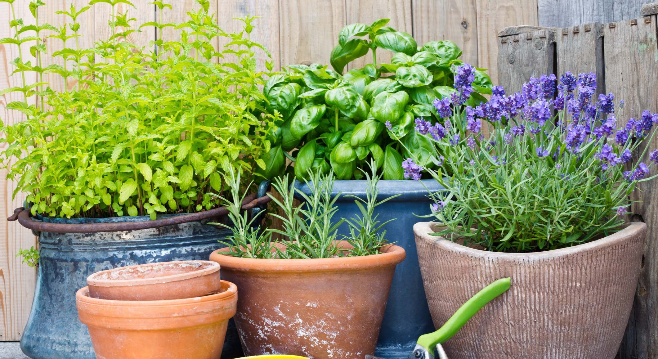 Plantas medicinales