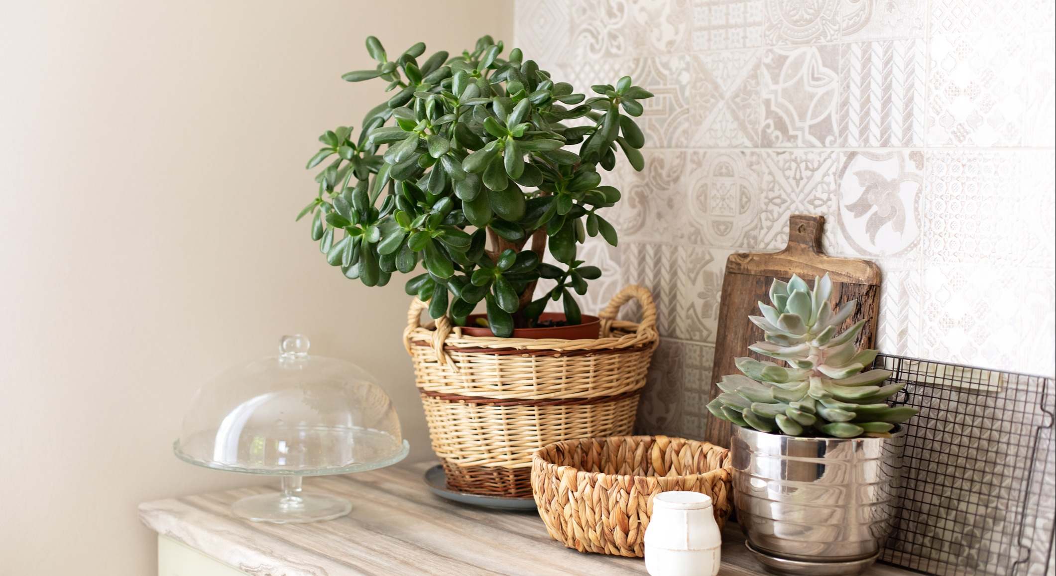 Planta de jade