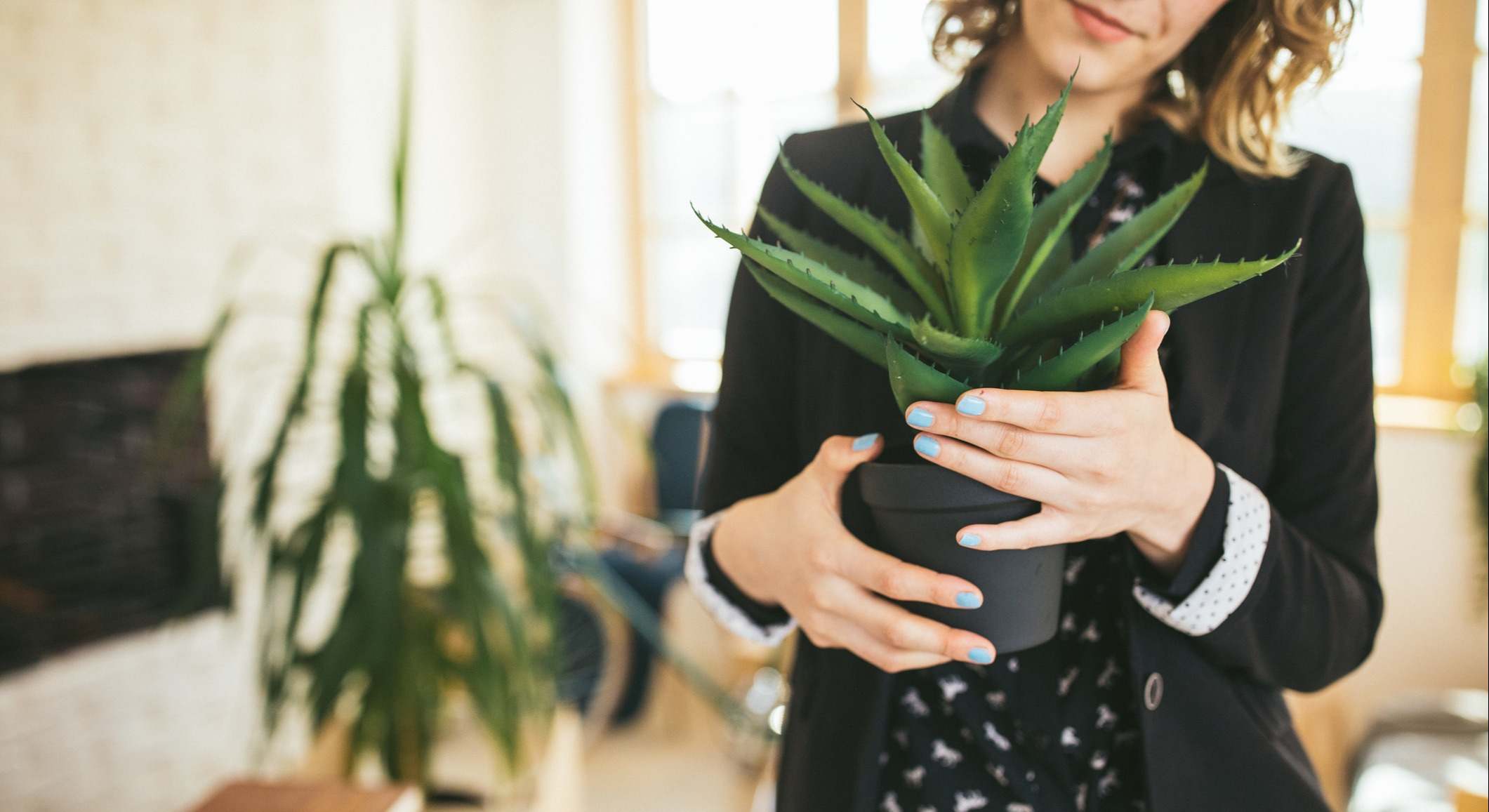 Planta de aloe vera