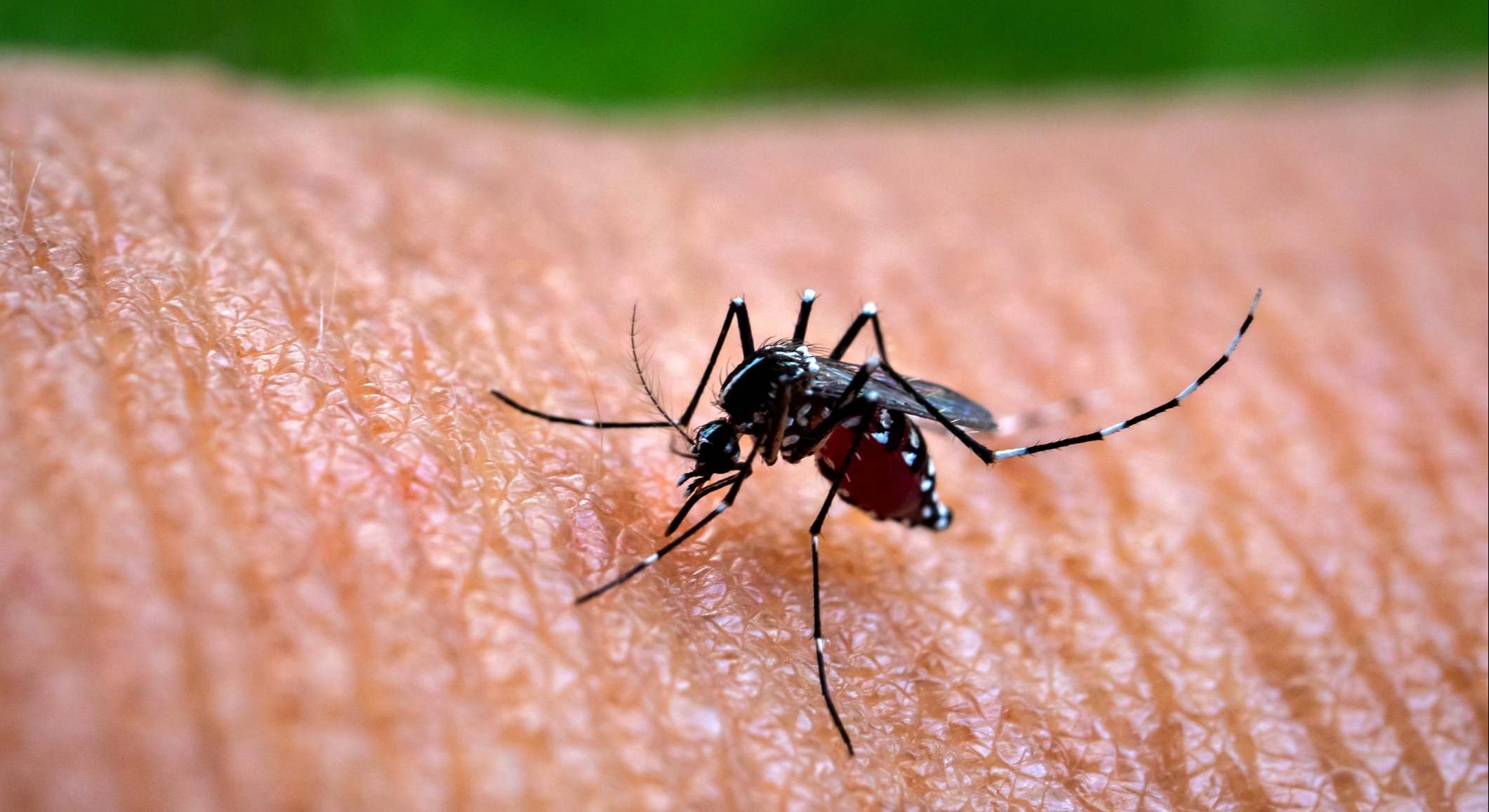 Mosquito