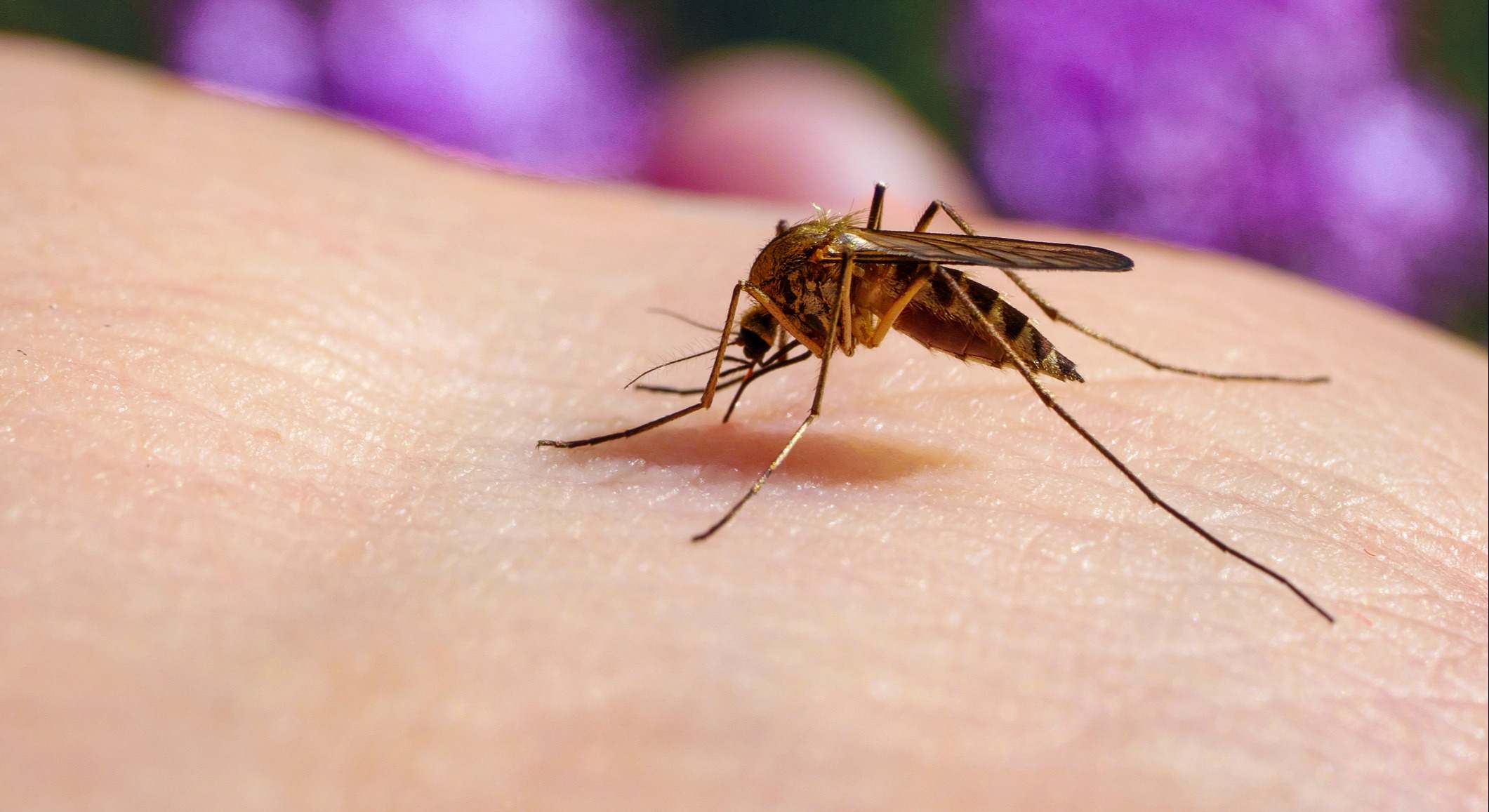 Imagen al detalle de un mosquito. / Foto: iStock