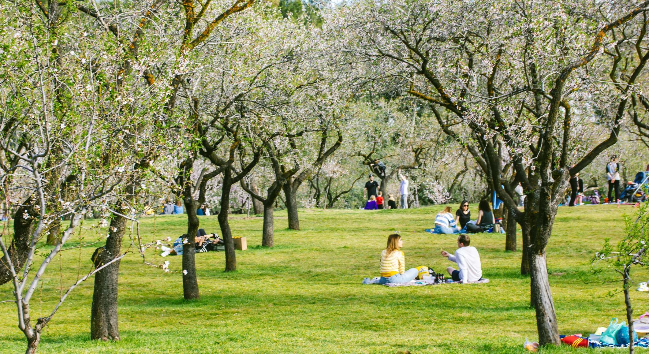 Picnic en un parque de Madrid