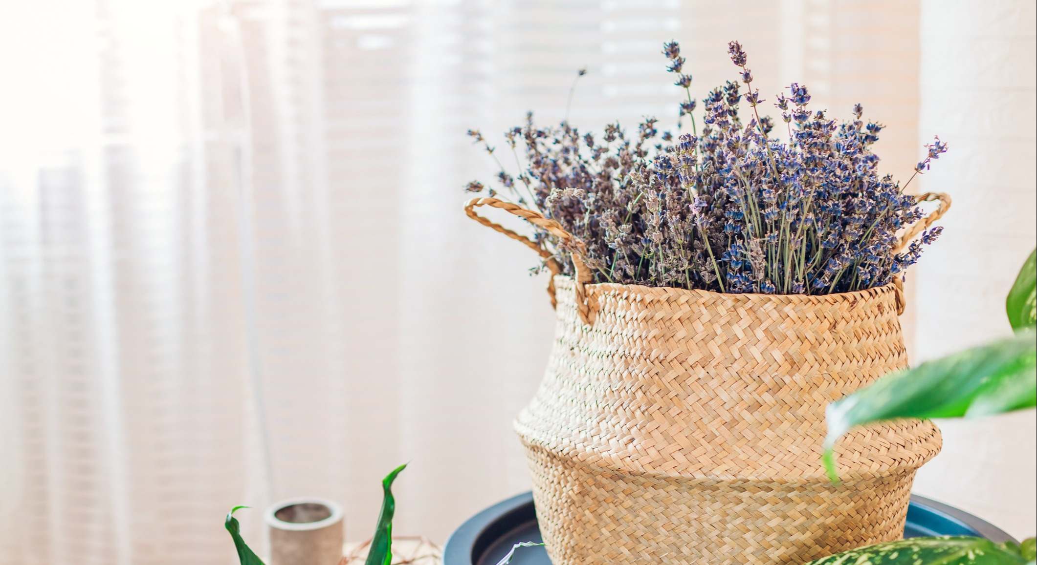 Lavanda planta