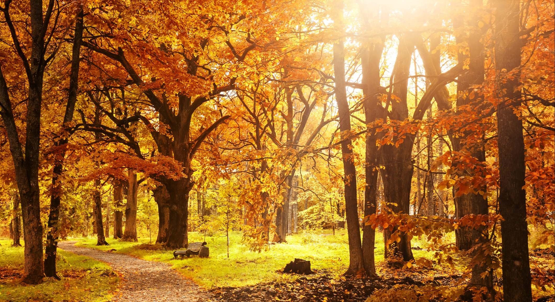 Un campo teñido de marrón en plena estación de otoño. / Foto: iStock