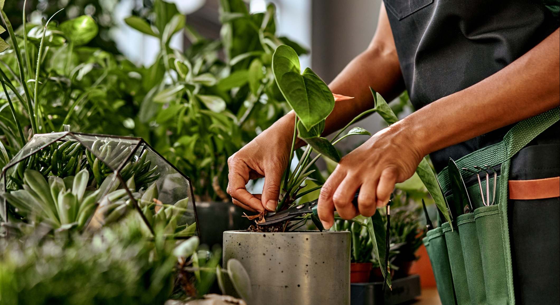 Plantas de interior
