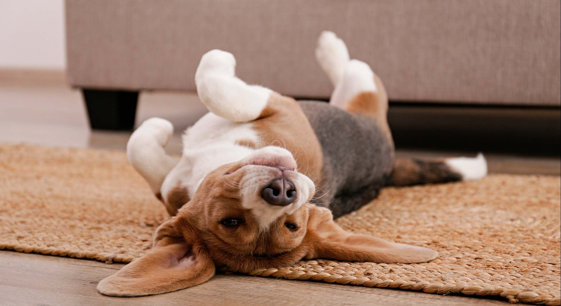 Un perro frota su espalda contra el suelo. / Foto: iStock