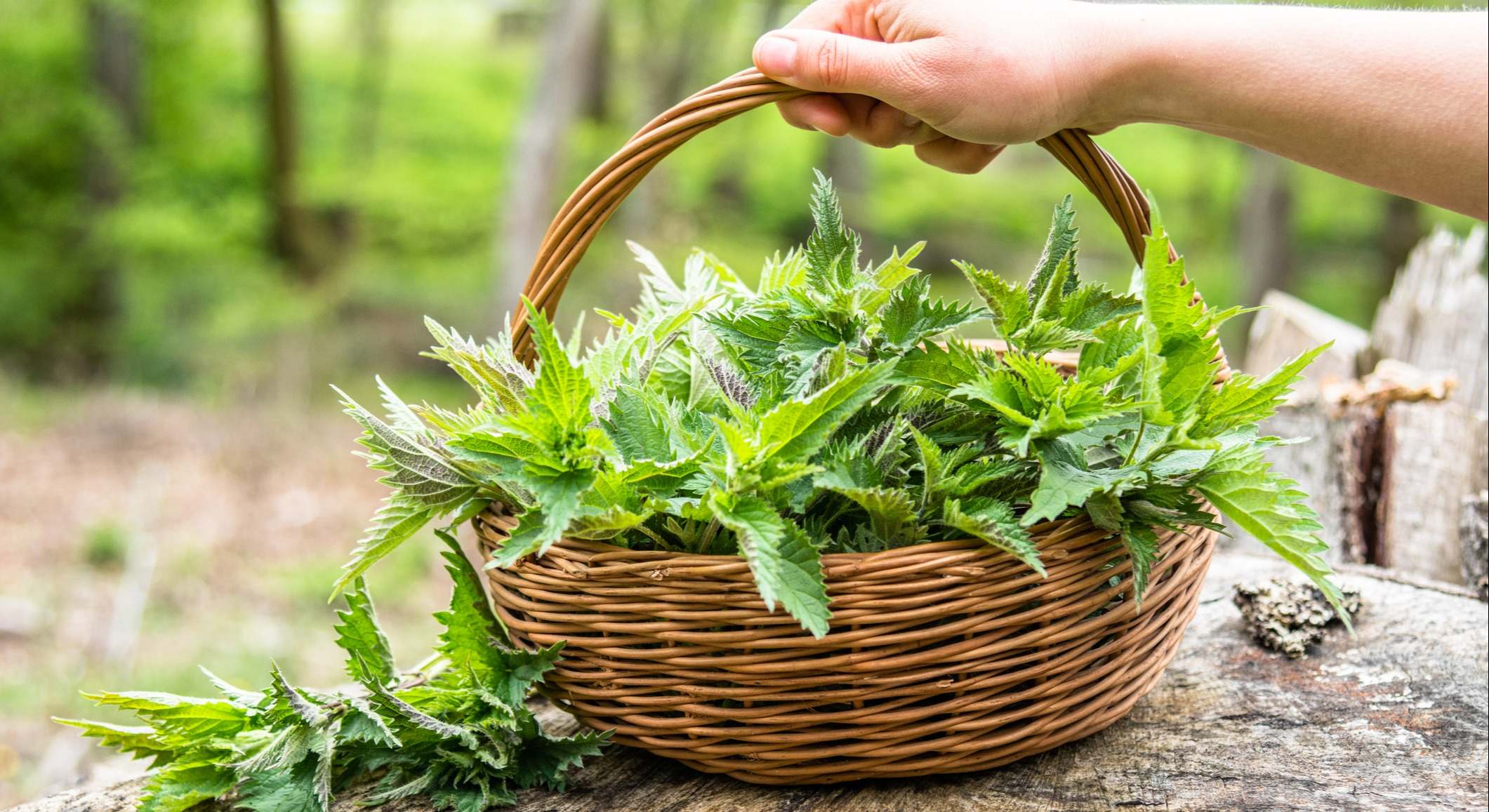 Cesta con planta de ortiga recién cosechada