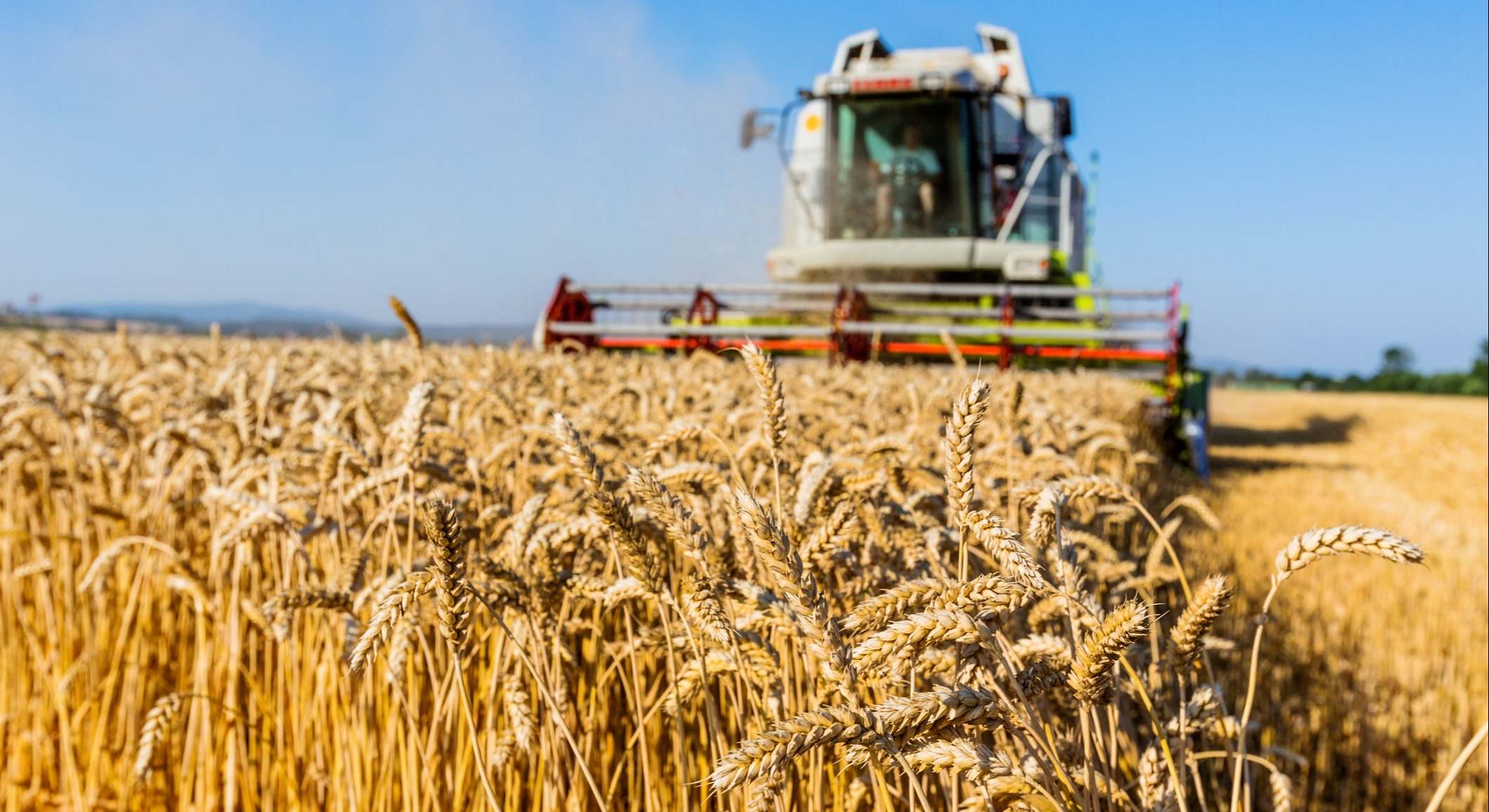 Recogida de trigo en el campo