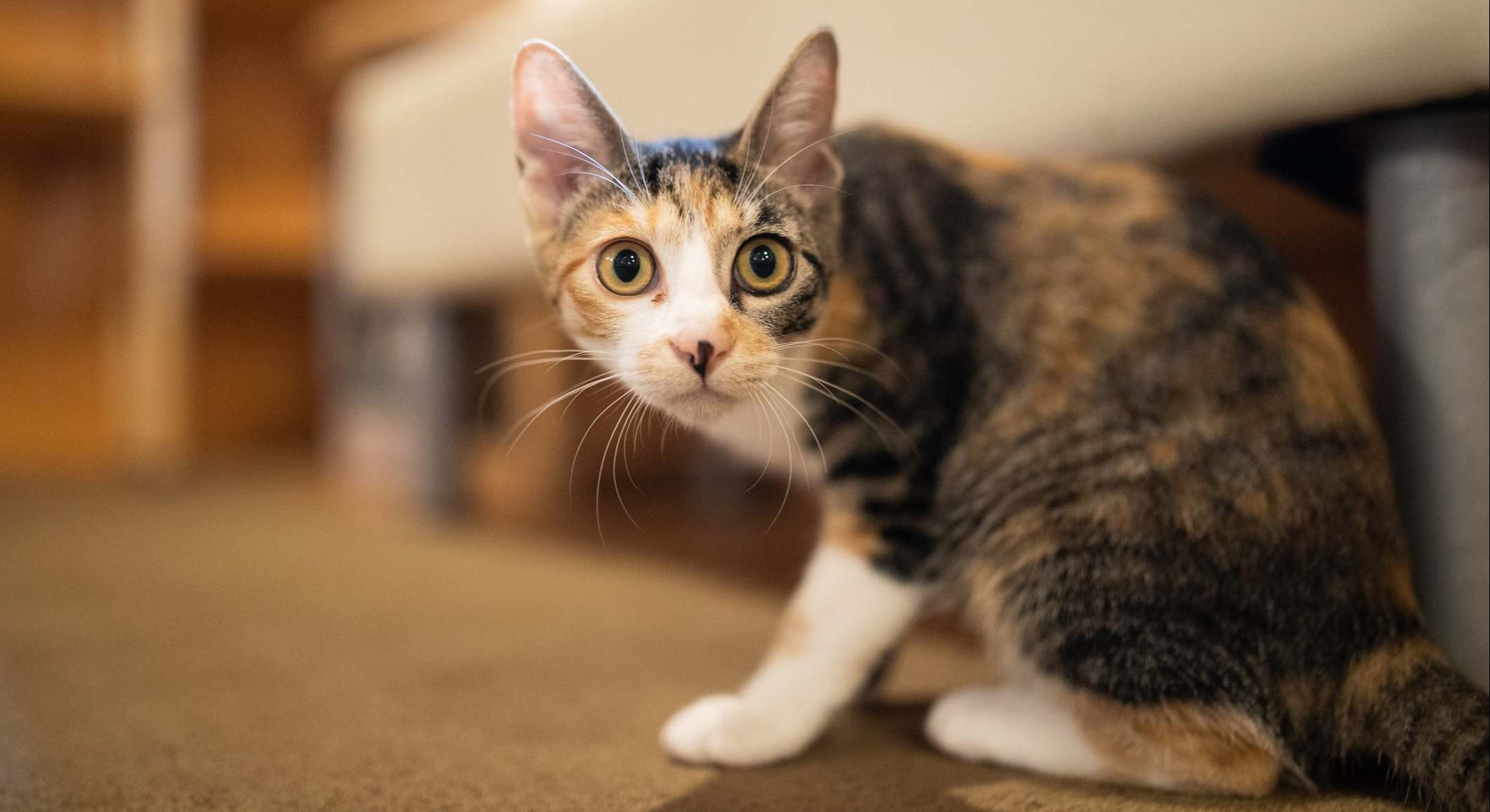 Gato asustadizo. / Foto: iStock
