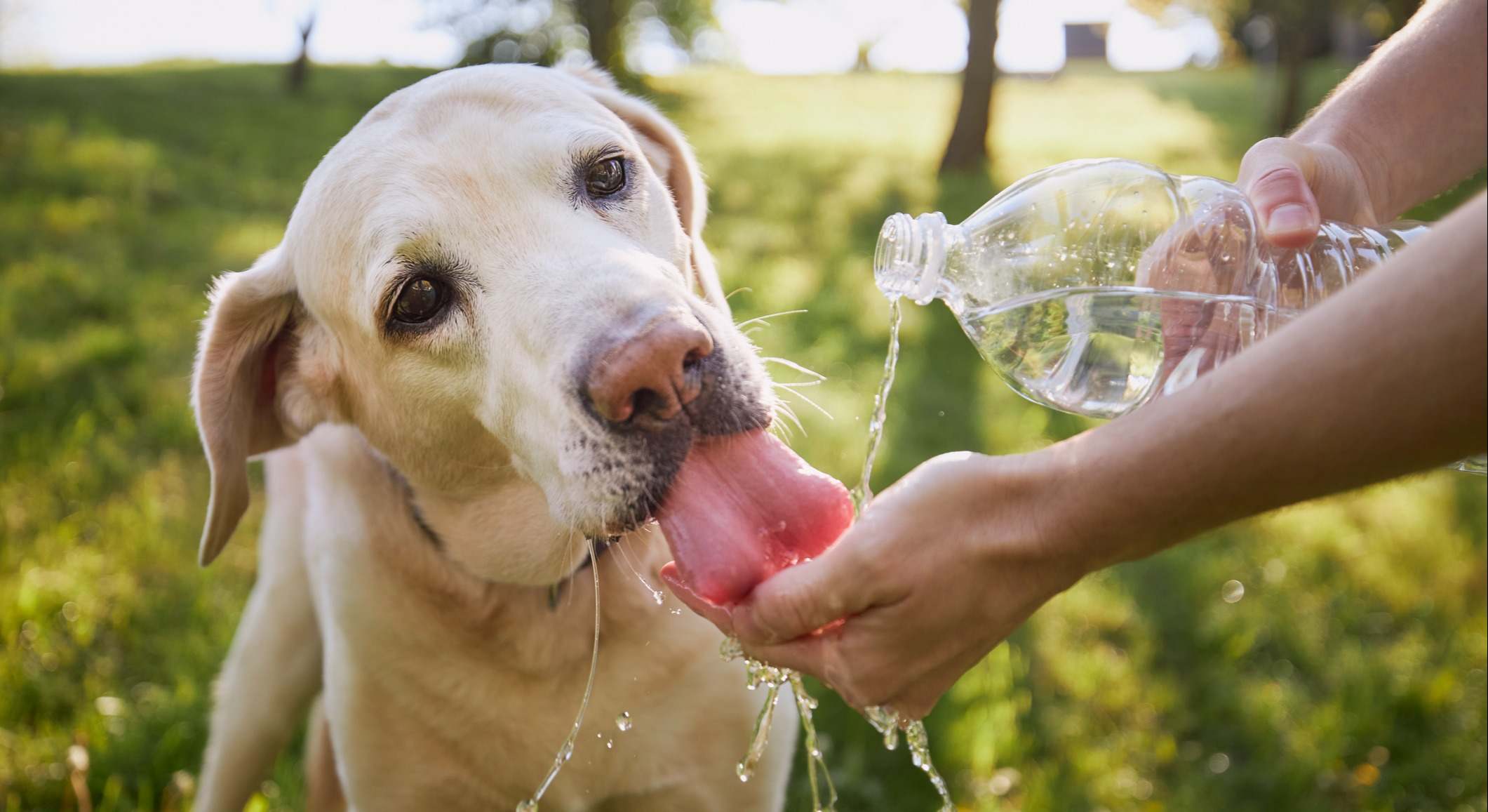 Un perro bebiendo agua durante el verano. / Foto: iStock