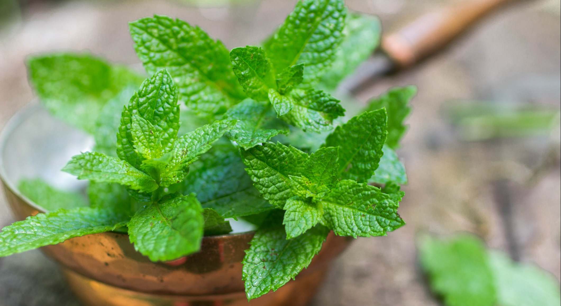 Menta fresca en una mesa de madera