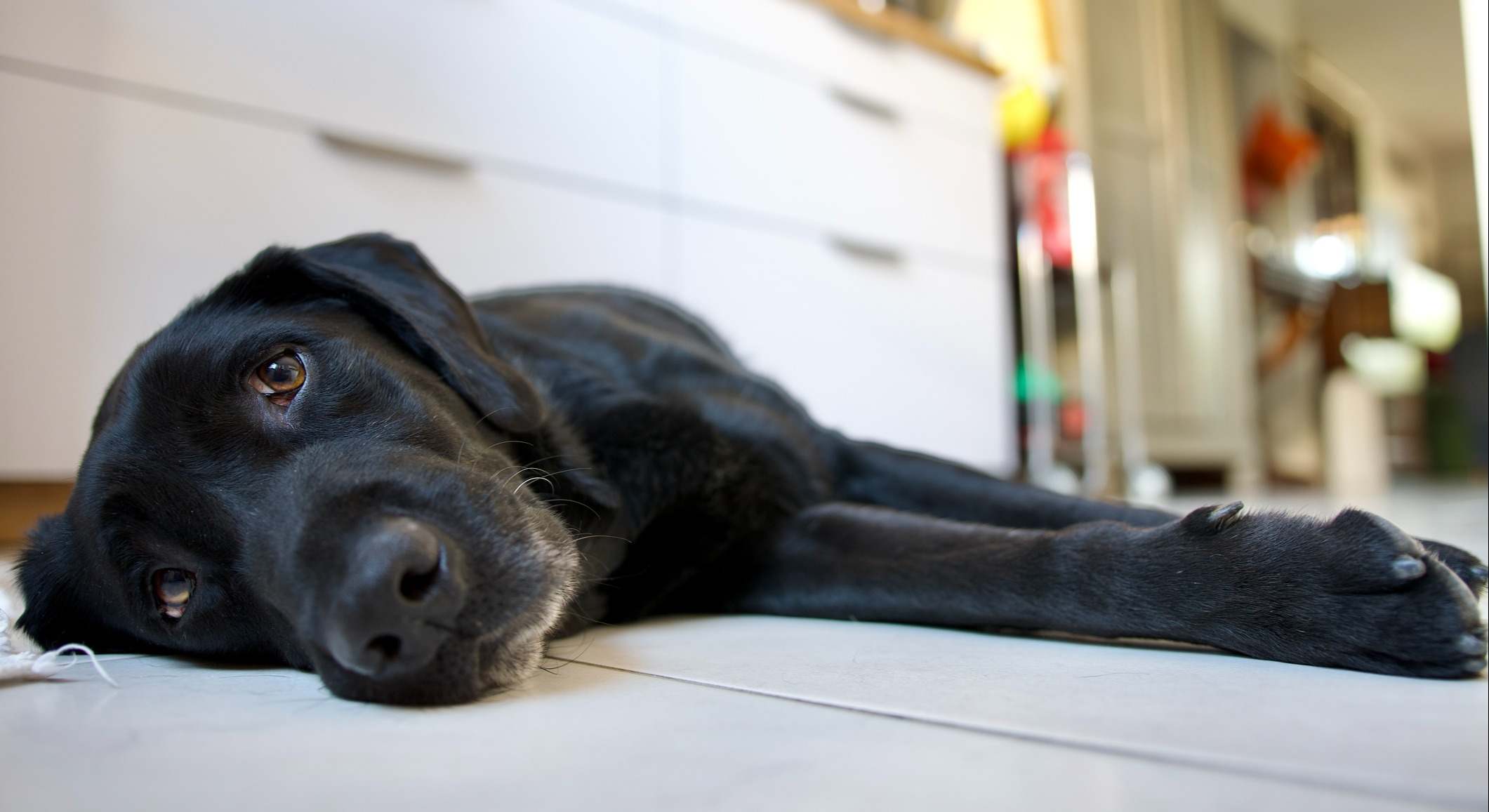 Un perro tumbado en el suelo por el calor. / Foto: iStock