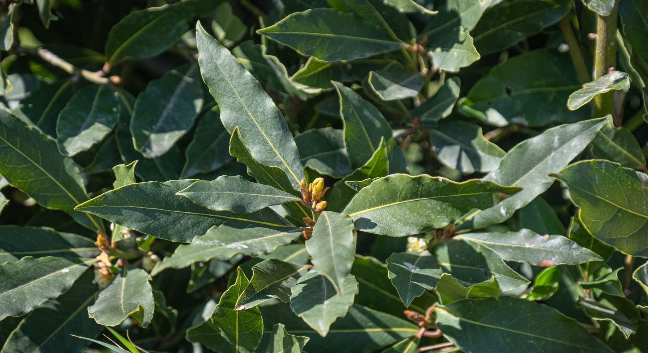 Hojas y brotes de laurel en el jardín. / Foto: iStock