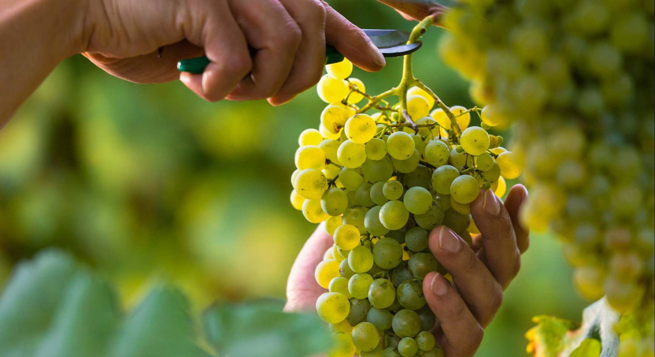 Racimo de uvas
