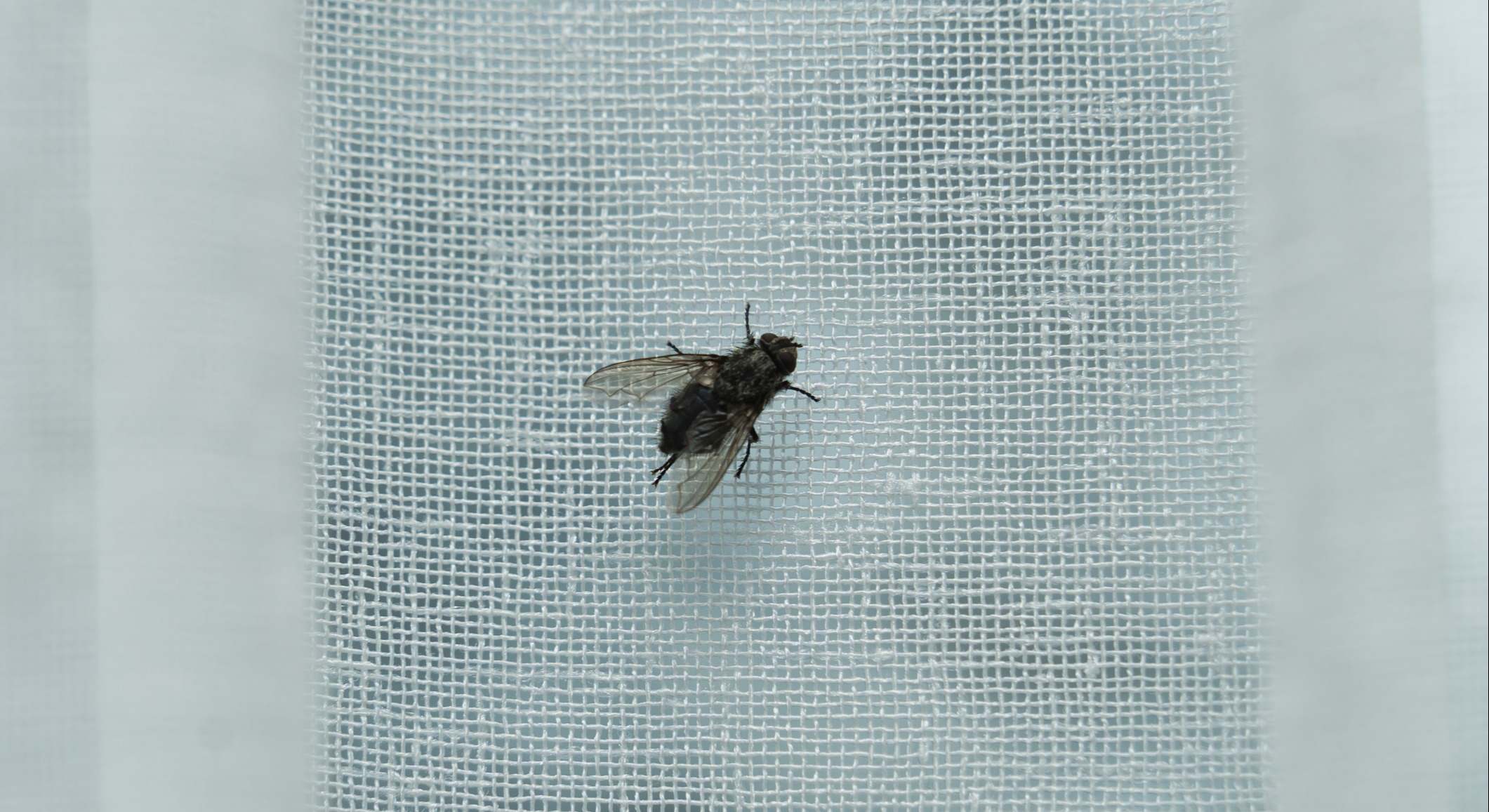 Mosca sobre una cortina