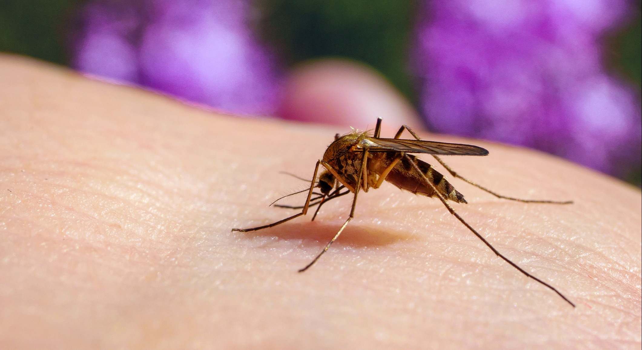 Picadura de mosquito