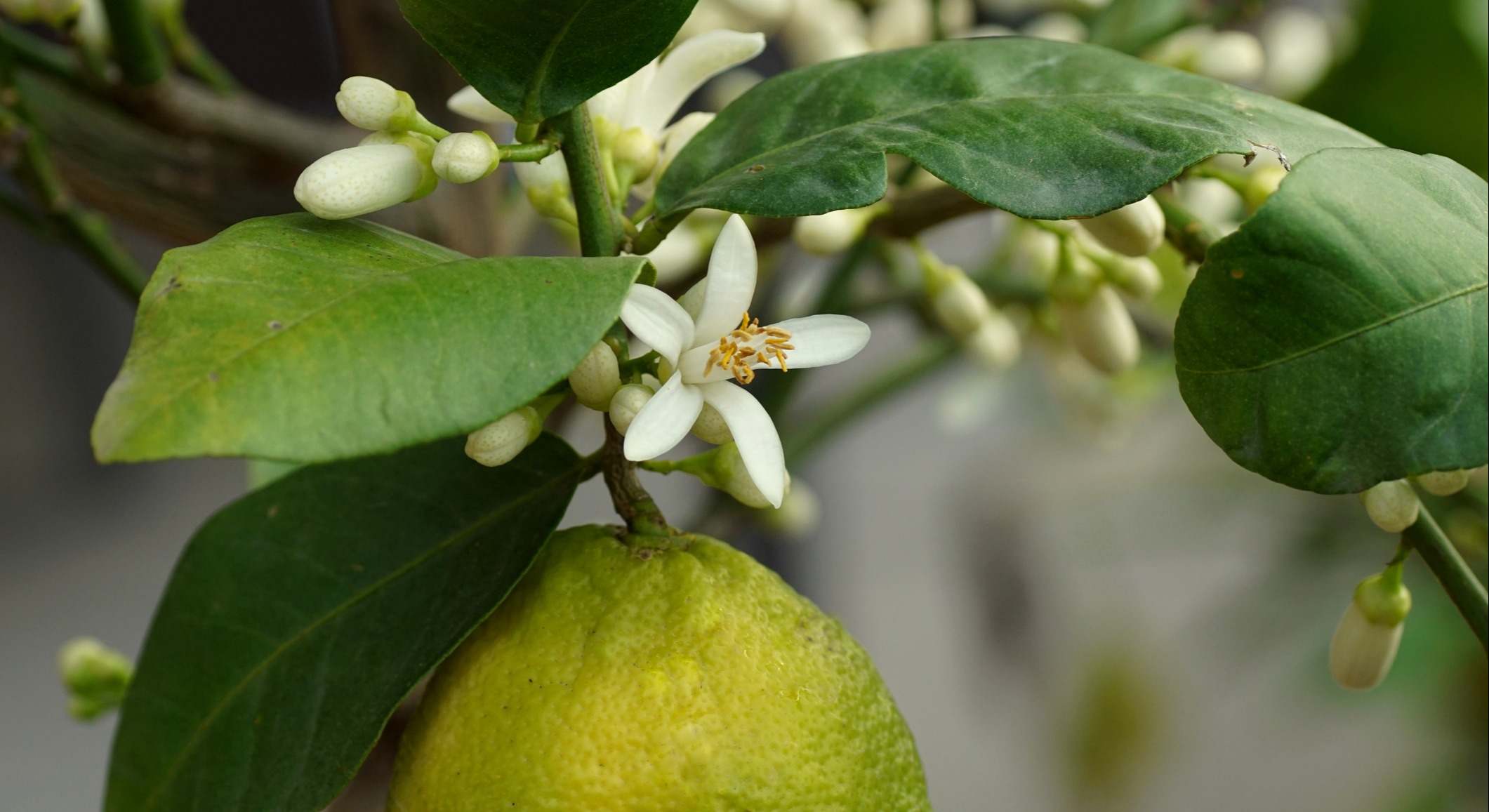 Hojas de un limonero en flor, al detalle. / Foto: iStock