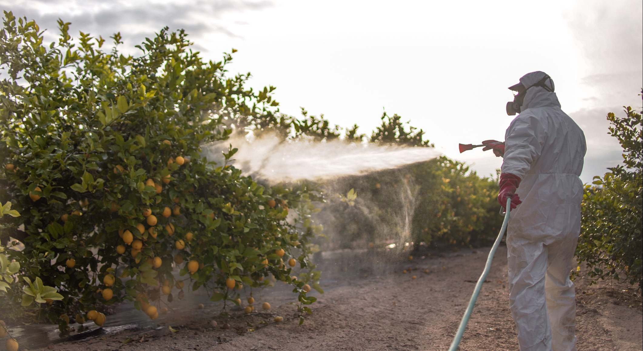 Un trabajador echa pesticida en los cultivos. / Foto: iStock