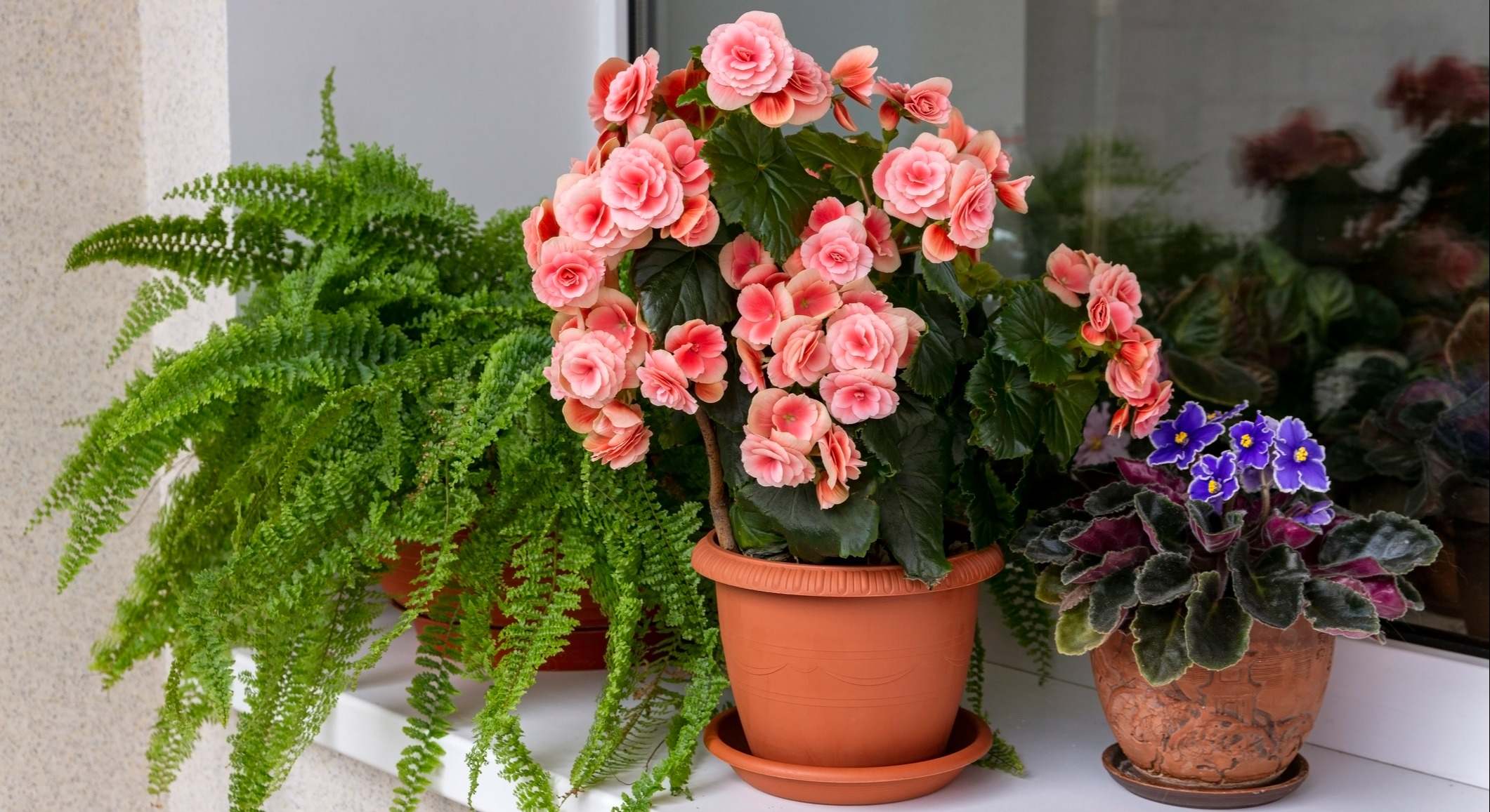 Un helecho, una begonia y una violeta como plantas de interior. / Foto: iStock