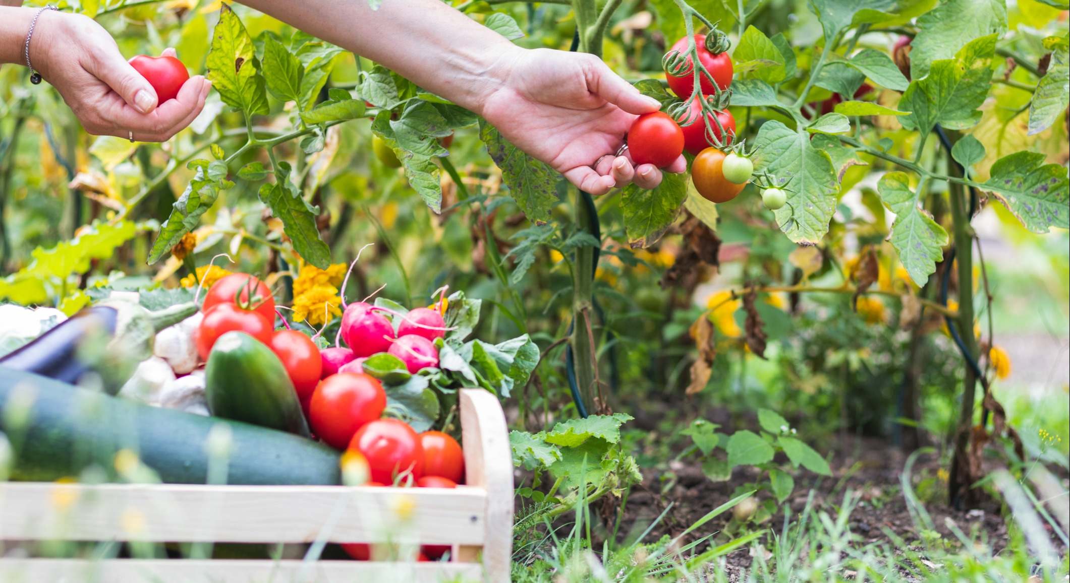 Cosecha de la huerta. / Foto: iStock