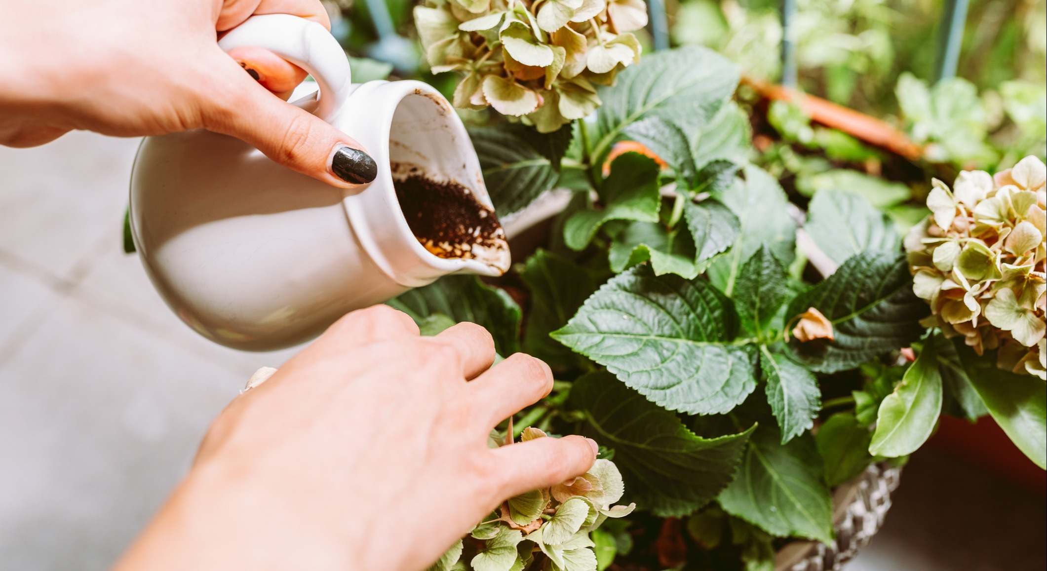 Persona echando café líquido sobre una planta