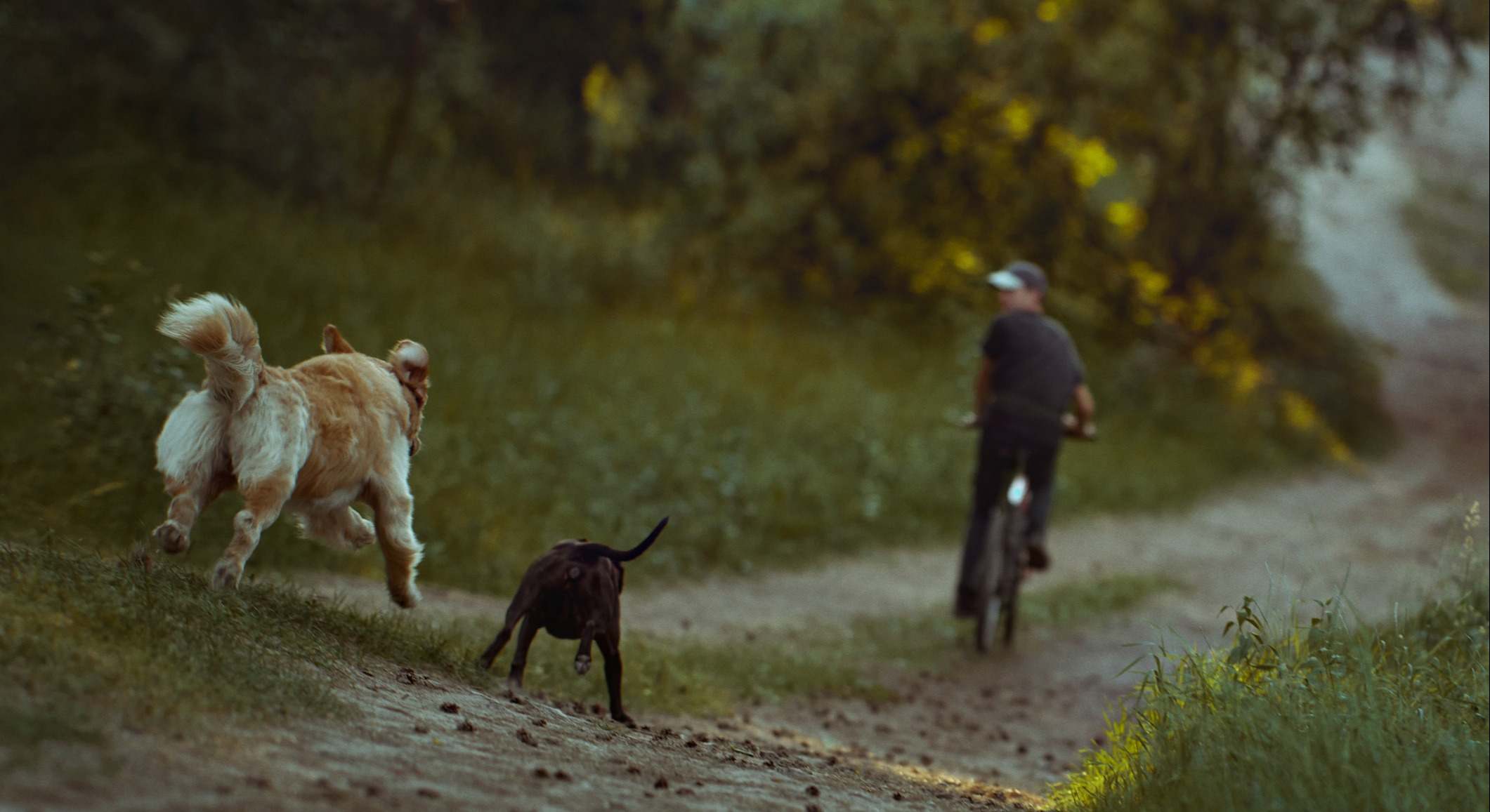 Perros persiguiendo a un ciclista asustado