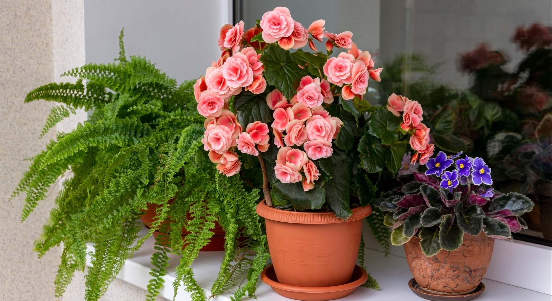 Bigonia