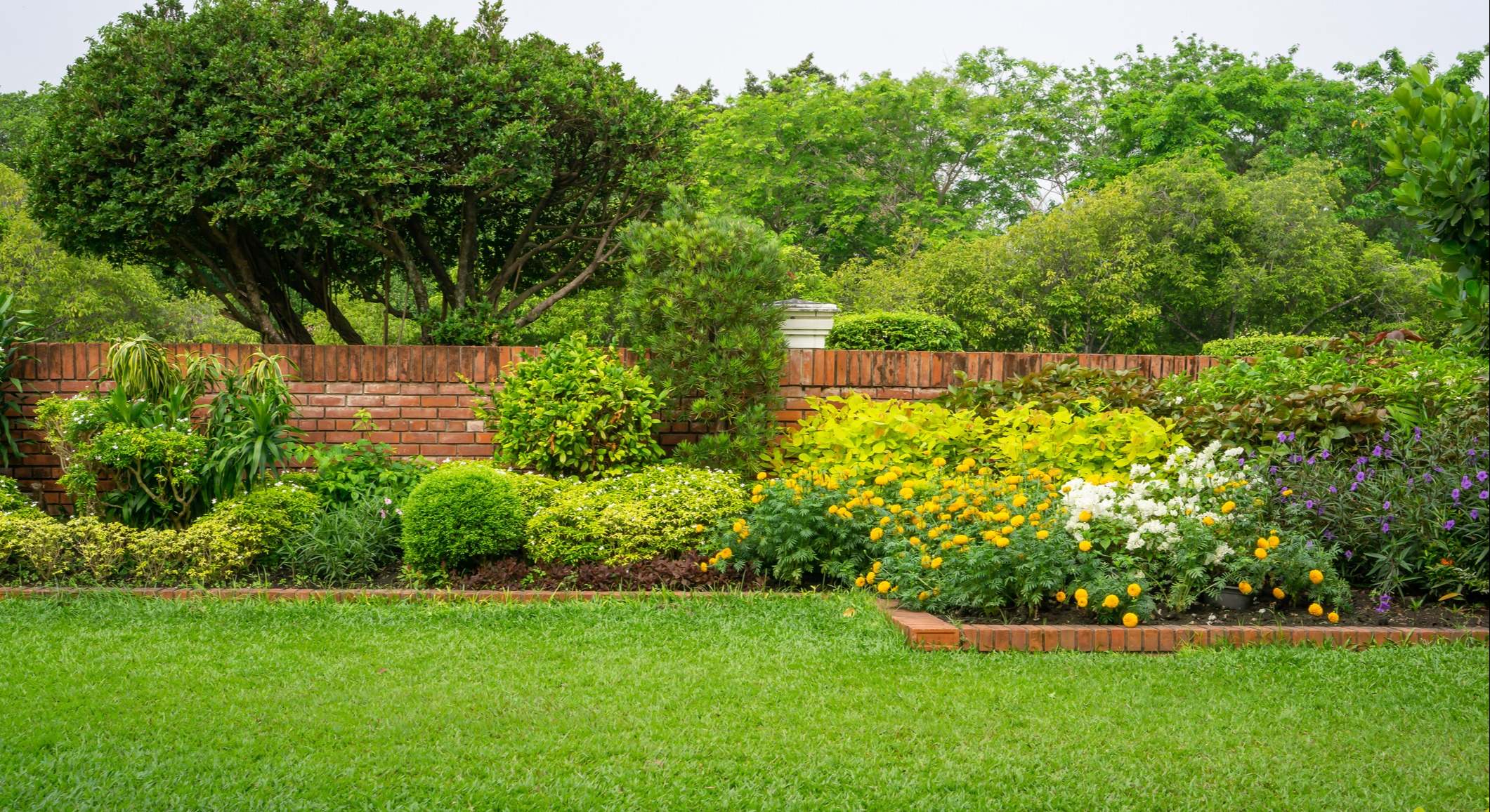 Césped del jardín, verde y frondoso. / Foto: iStock