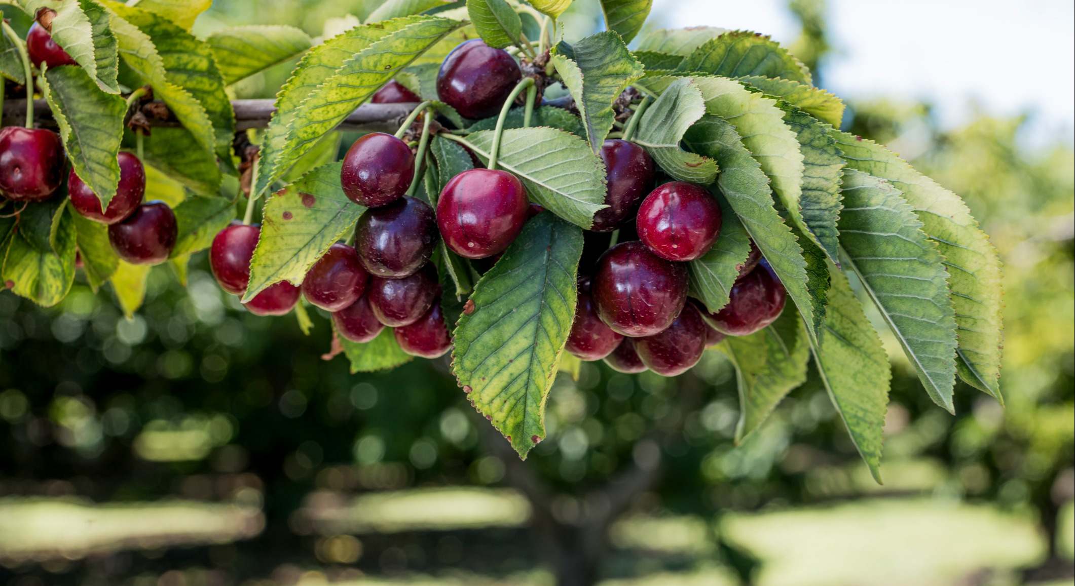 Primer plano de las cerezas en el árbol