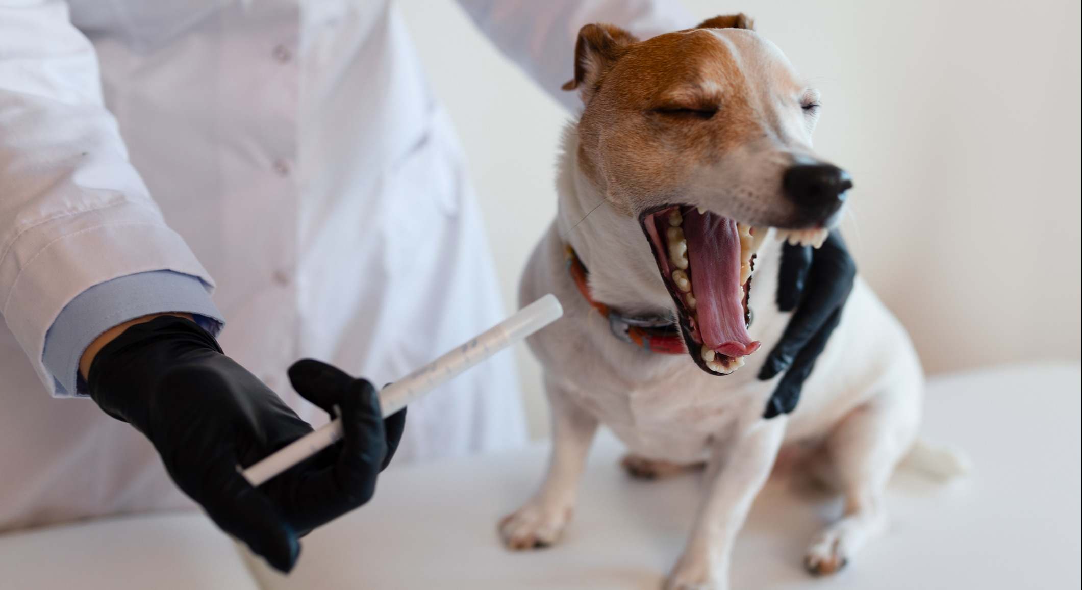 Un veterinario administra medicamento a un perro. / Foto: iStock