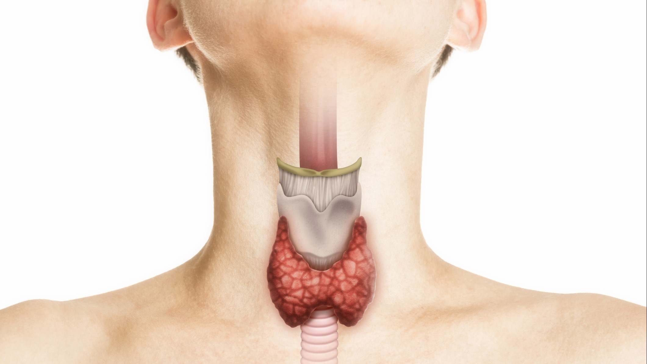 Glándula tiroides en el cuerpo humano