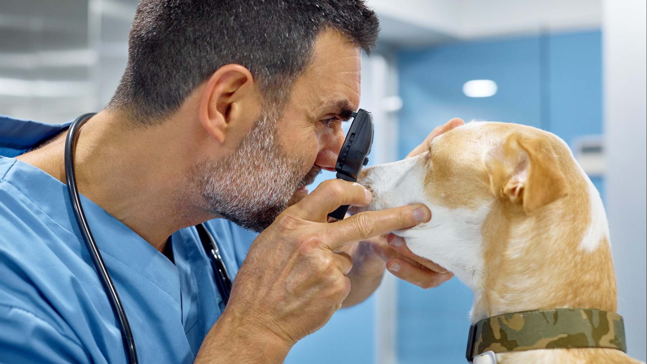 Ojo de perro examen del veterinario a través del oftalmoscopio