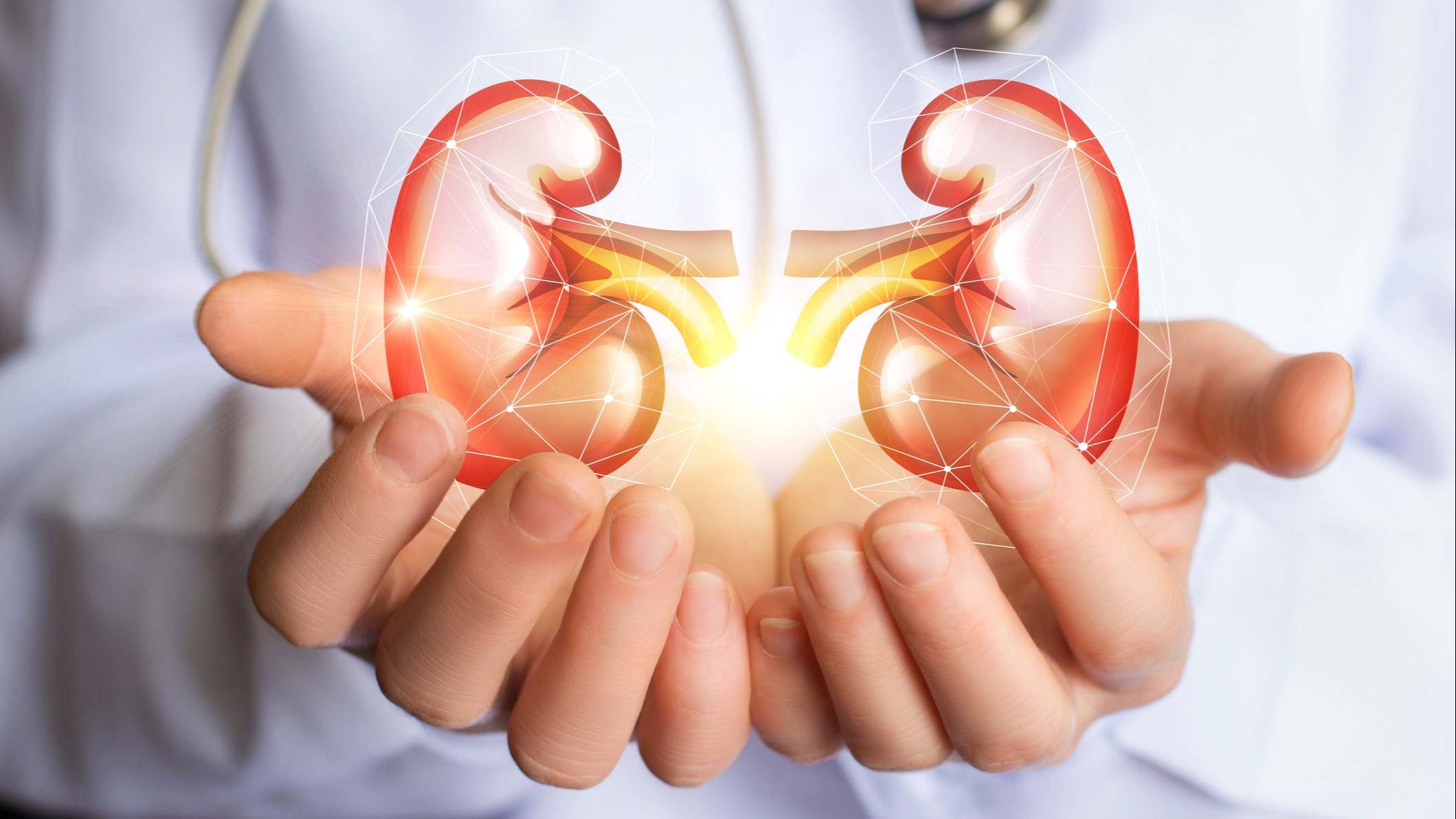 Médico sostiene unos riñones virtuales sobre sus manos