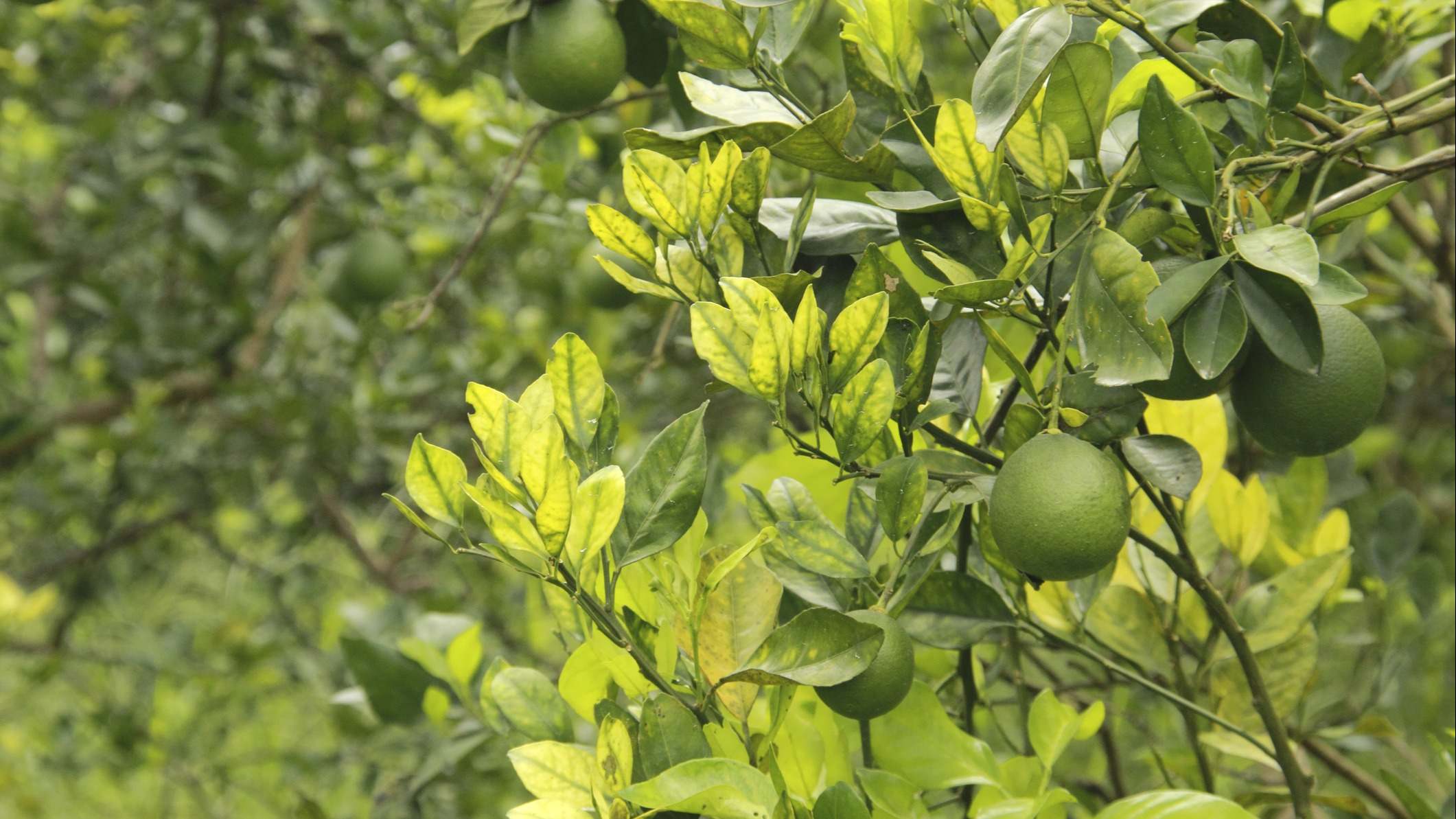 Huanglongbing, HLB, plaga, cítricos, Valencia, Naranja, Limón, naranjos, limoneros, Diaphorina citri, enverdecimiento, Greening