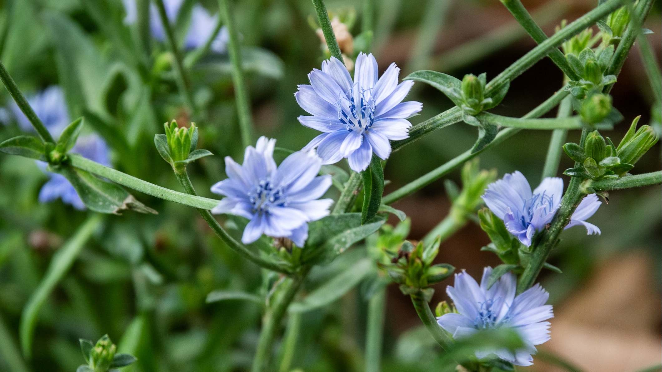 Flor de la planta de achicoria floreciendo
