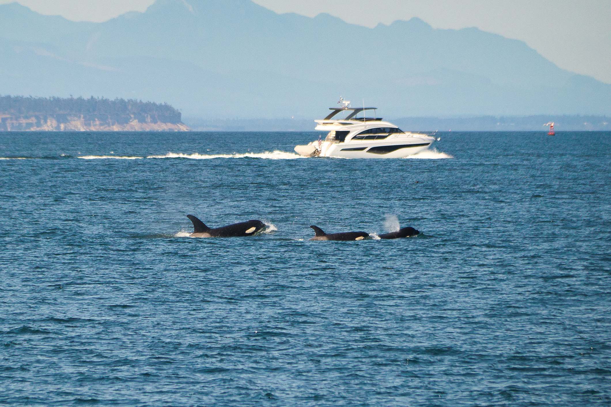 Orcas