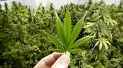 La marihuana protagoniza la nueva burbuja financiera: los productores de cannabis suben al ritmo del bitcoin en sus mejores tiem