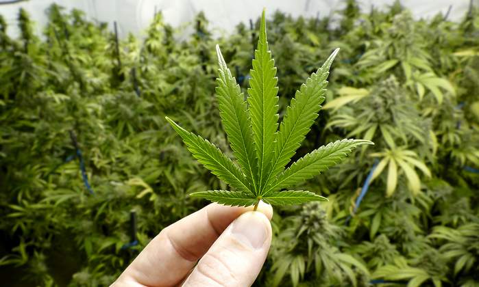 marihuana-burbuja.jpg