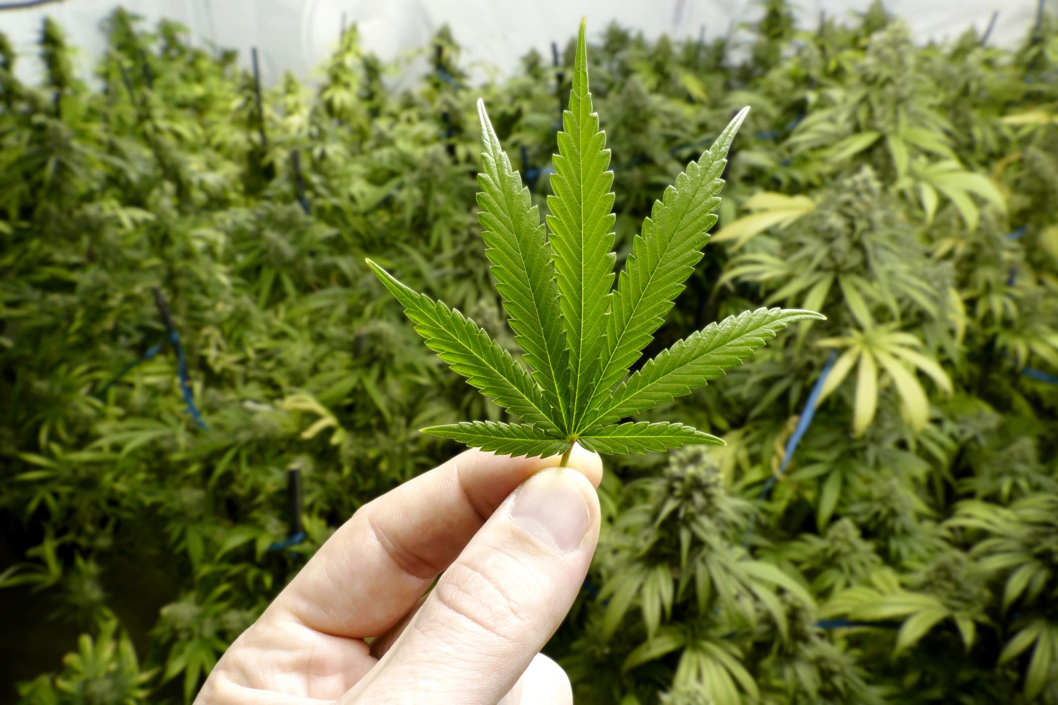marihuana-burbuja.jpg