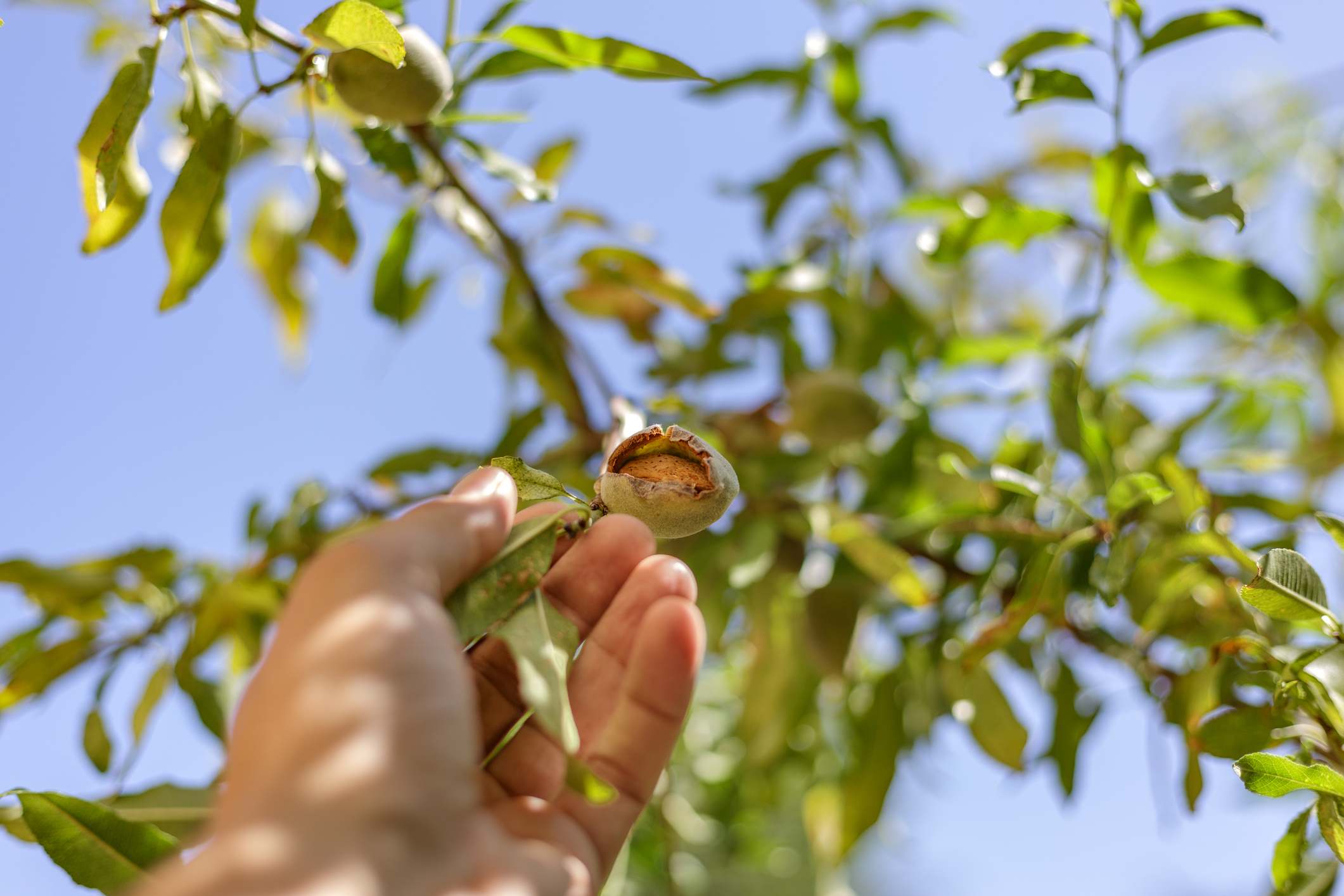 Almendras