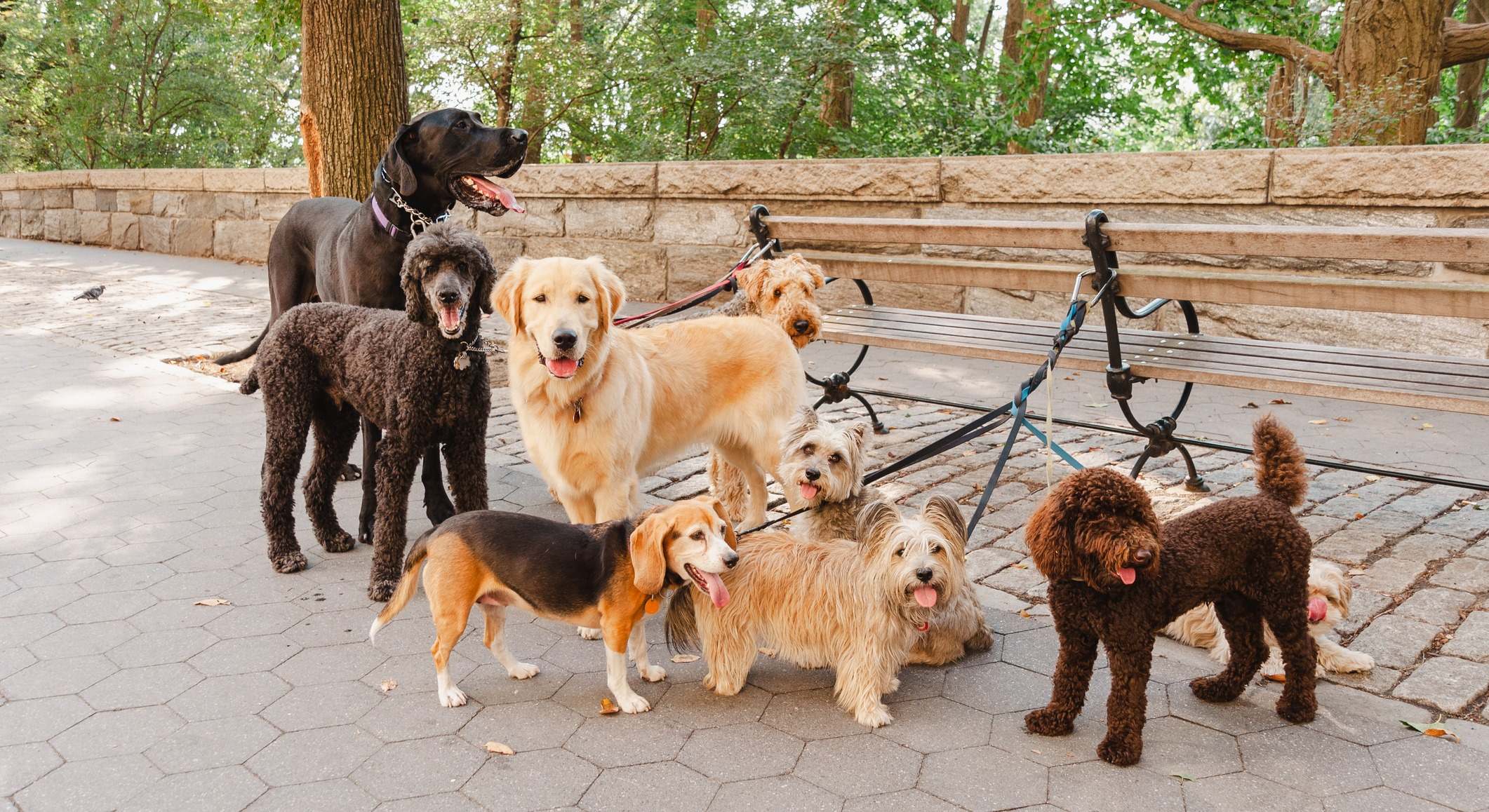 Perros con correa atados en la calle