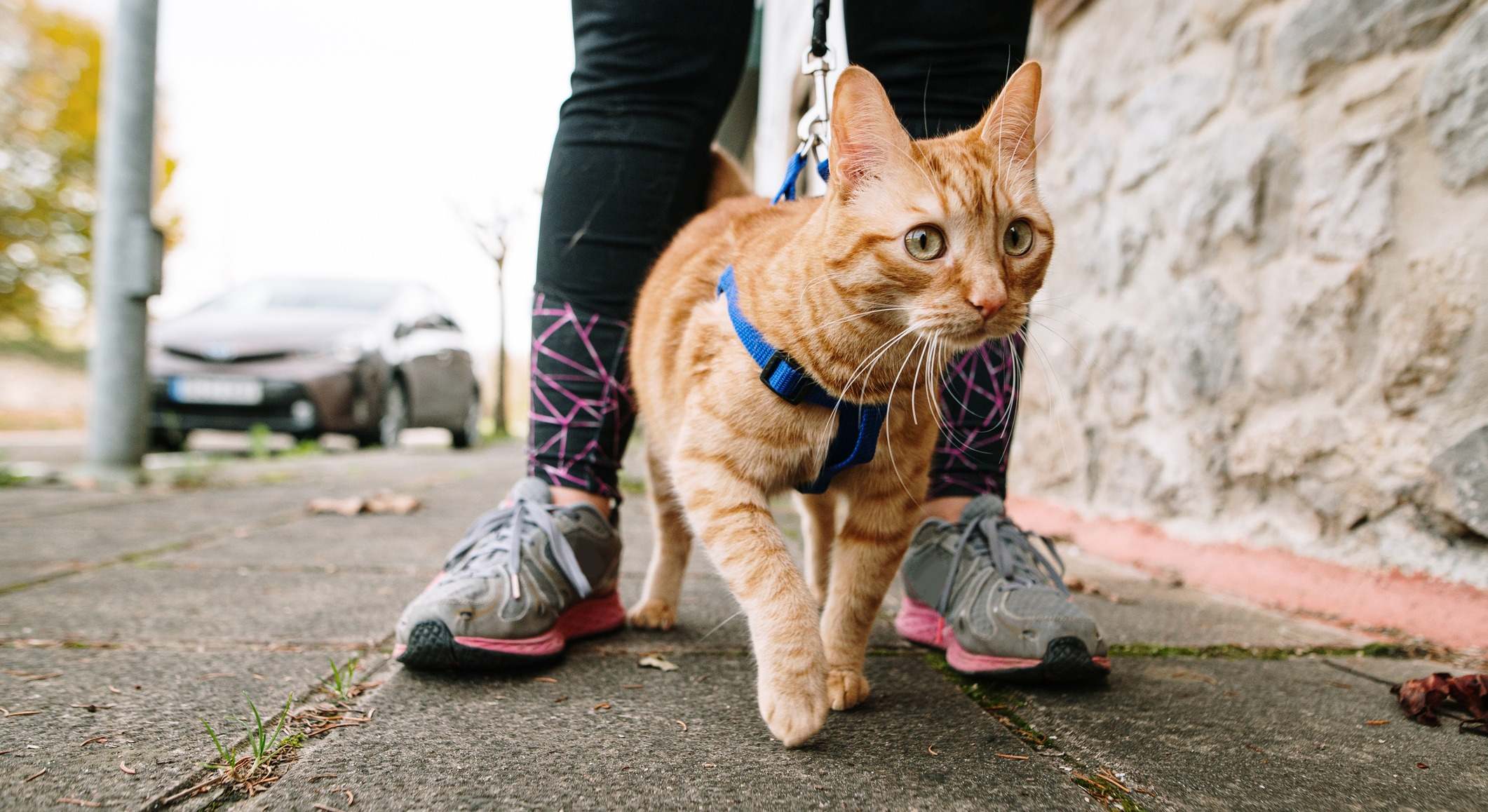Un gato doméstico sale a pasear a la calle con correa. / Foto: iStock