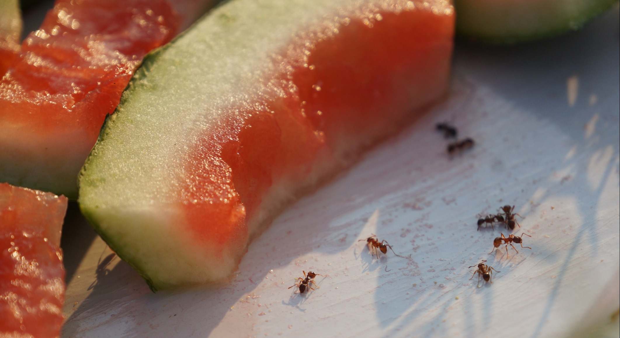 Hormigas en el interior del hogar. / Foto: iStock
