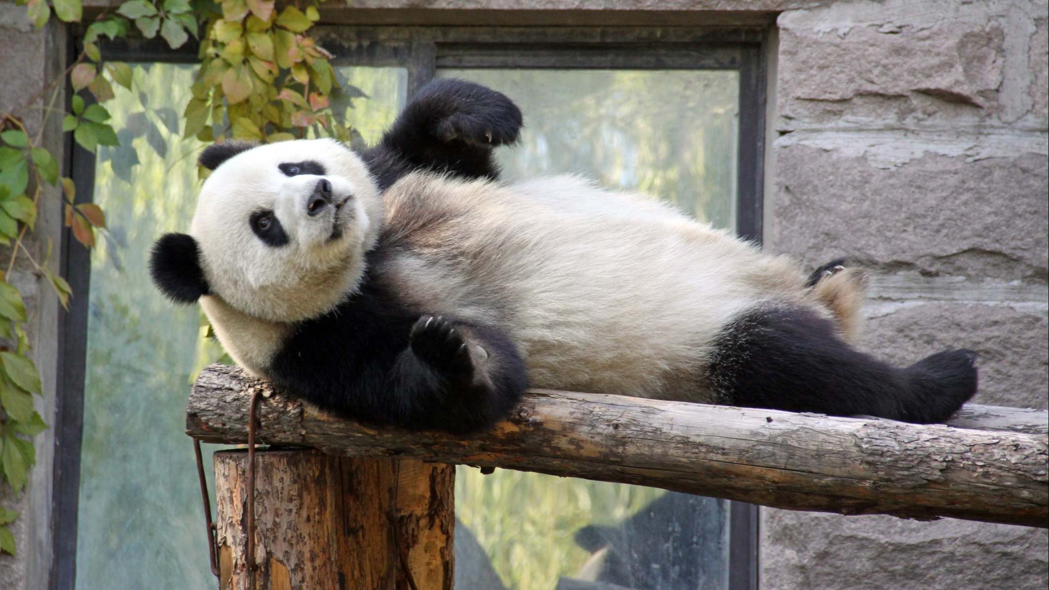 Qué es la diplomacia de los pandas