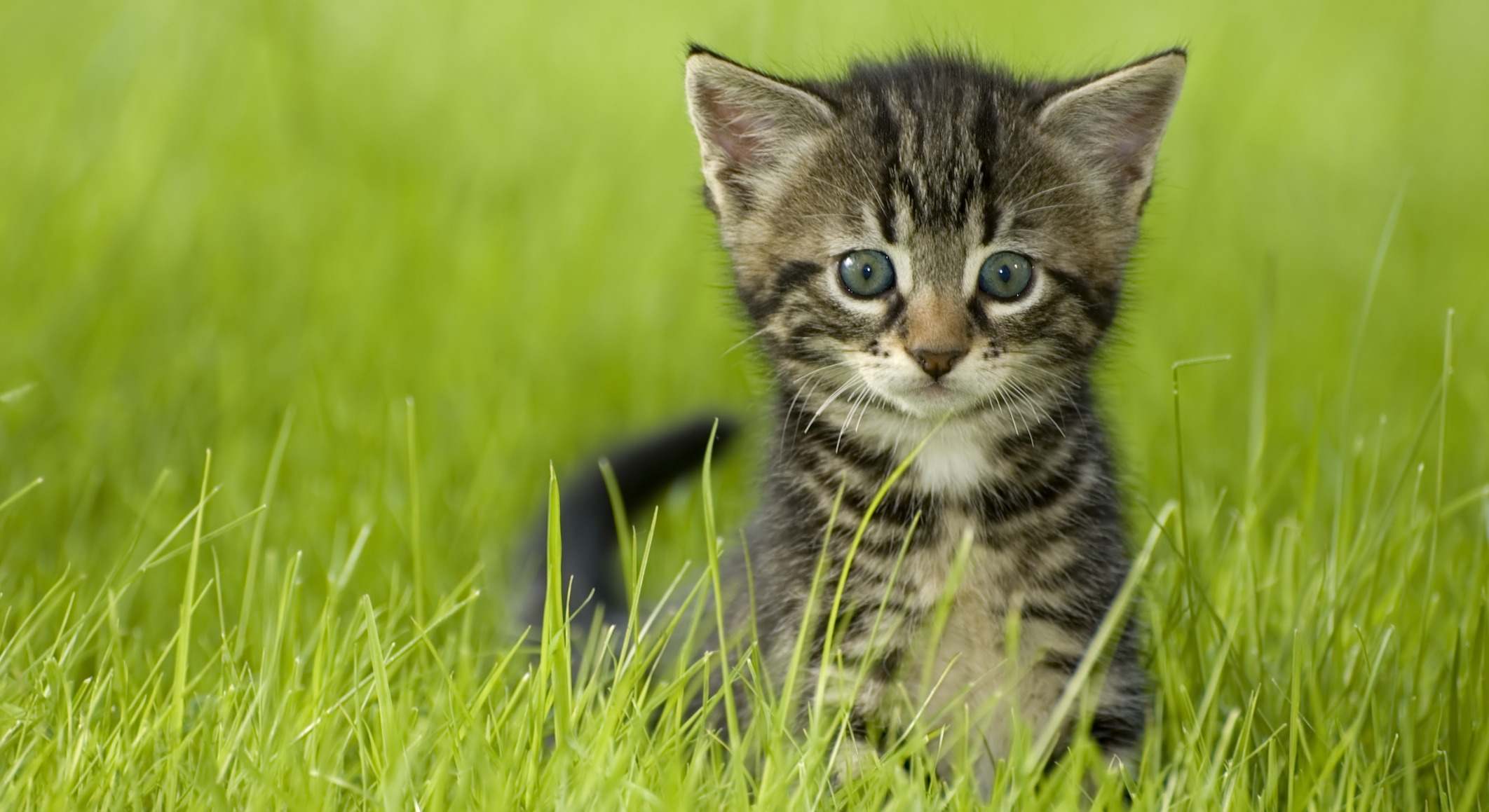 Gato. Foto: Dusan Zidar / Dreamstime.