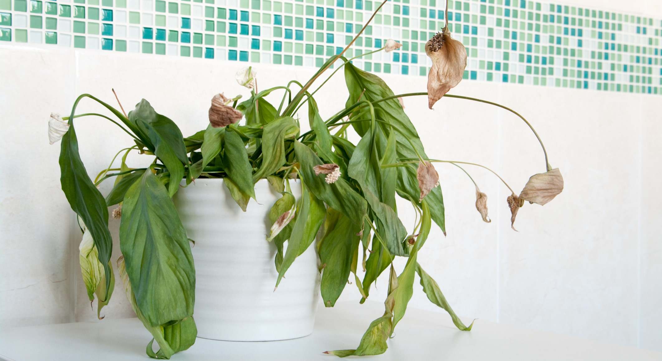 Una planta de interior muerta por la falta de agua. / Foto: iStock