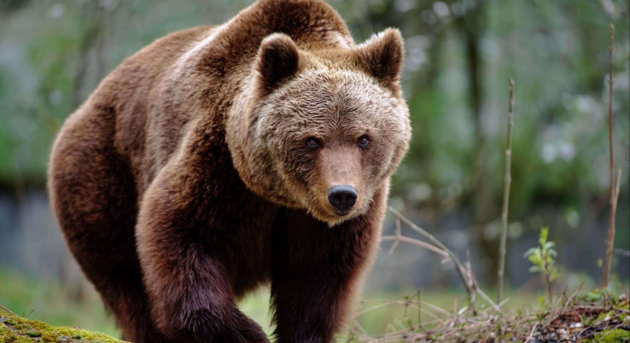 Oso | Firma: iStock